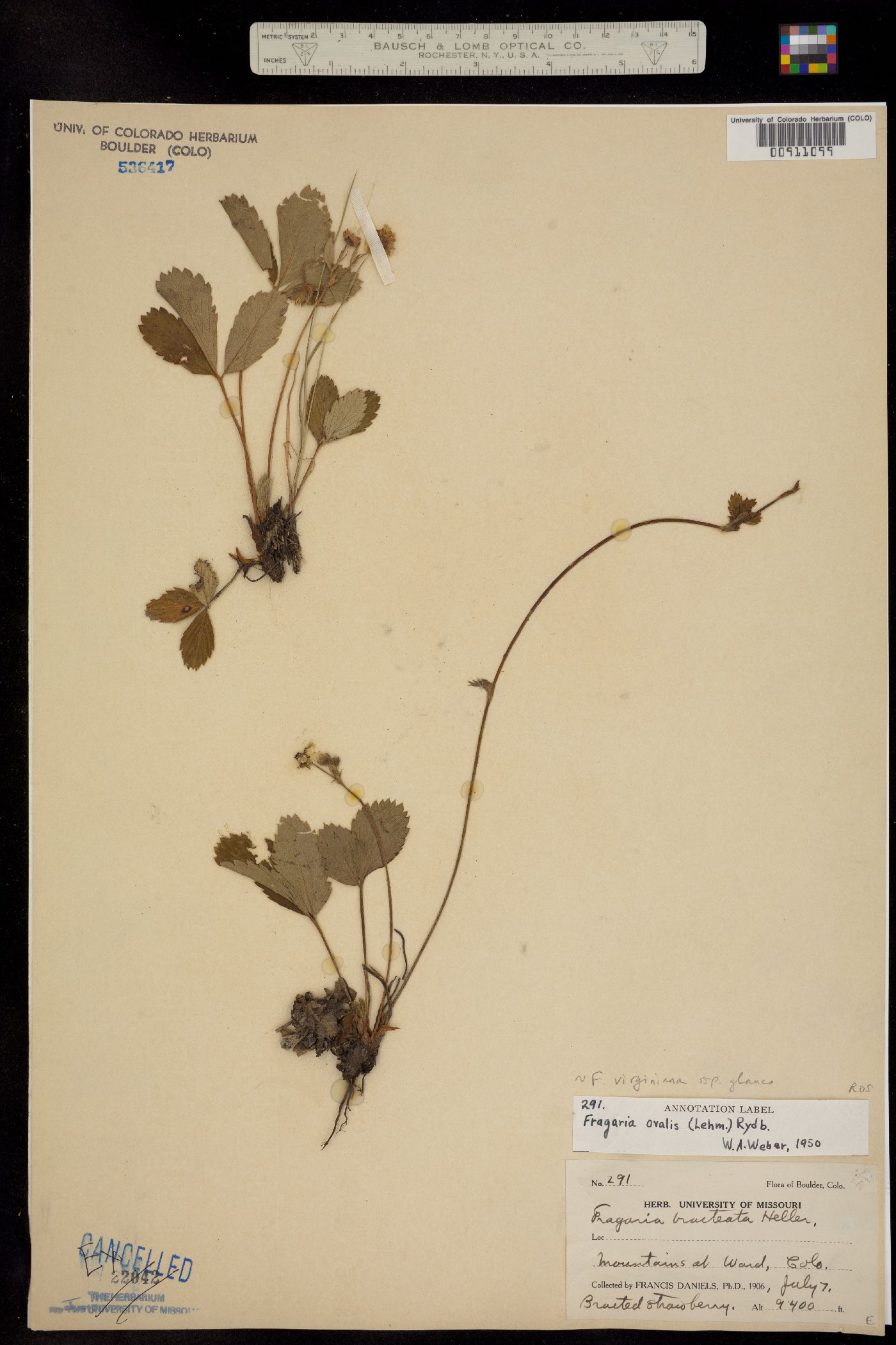 Fragaria virginiana ssp. glauca image