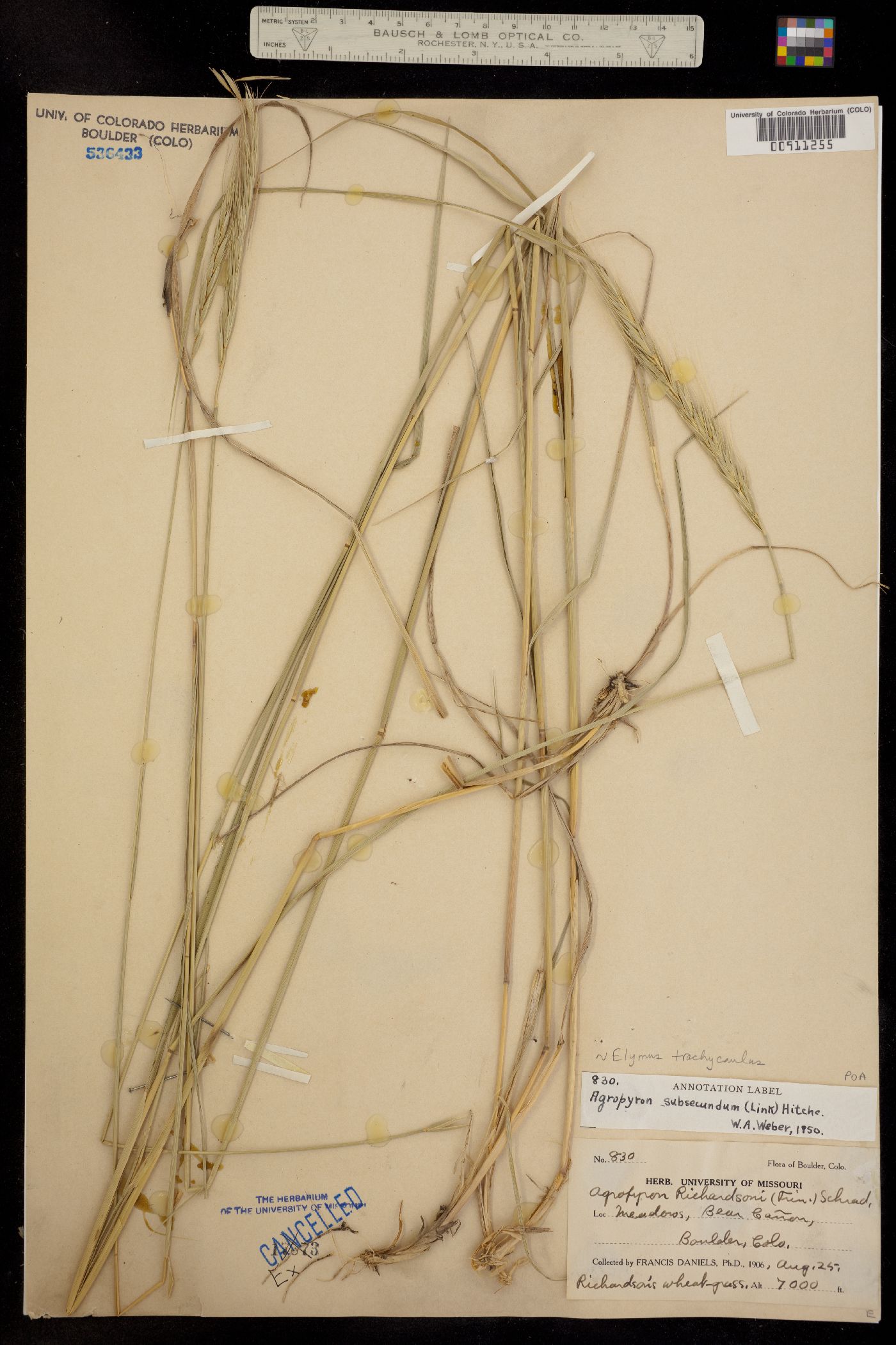 Elymus trachycaulus image