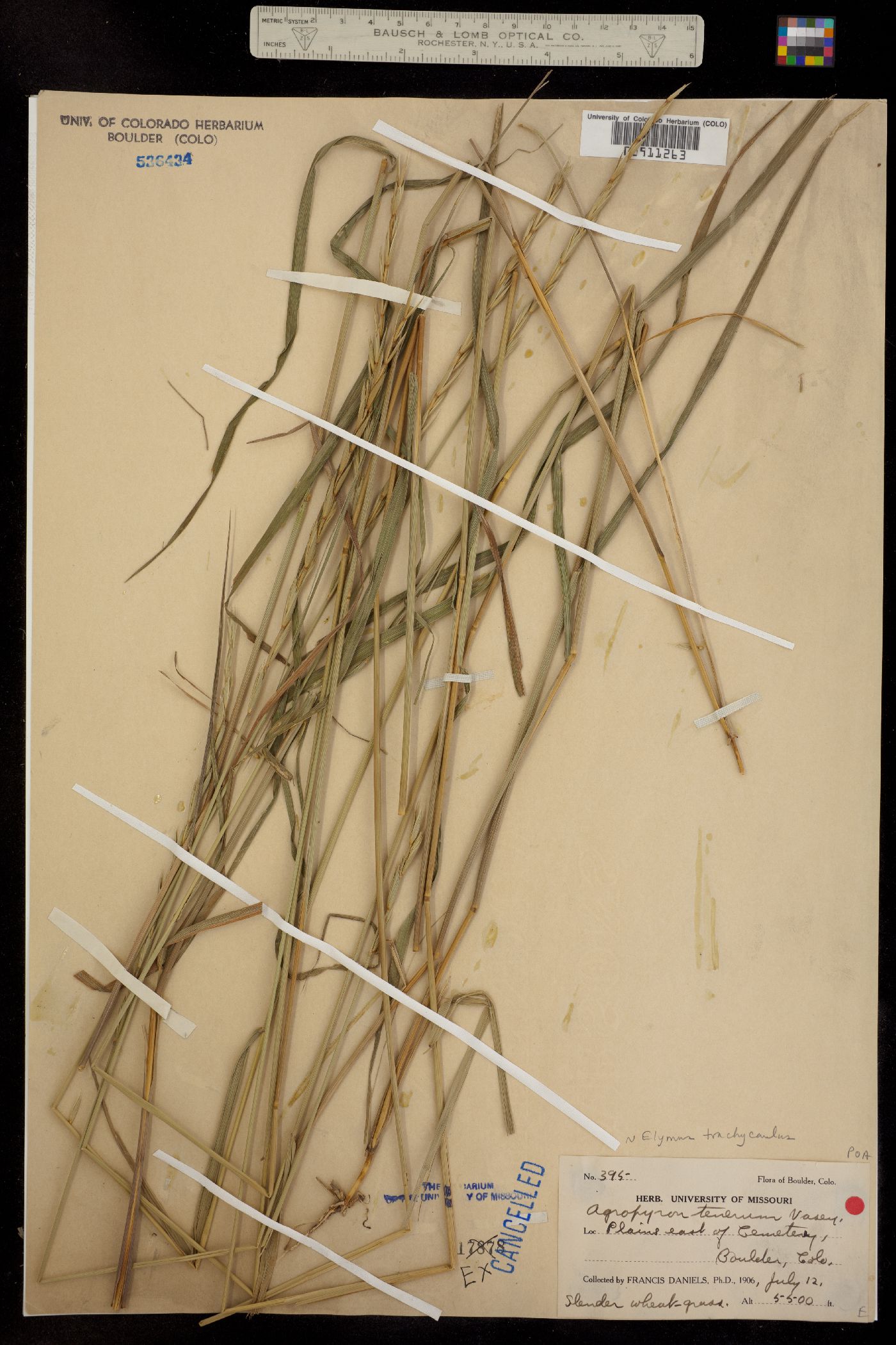 Elymus trachycaulus image