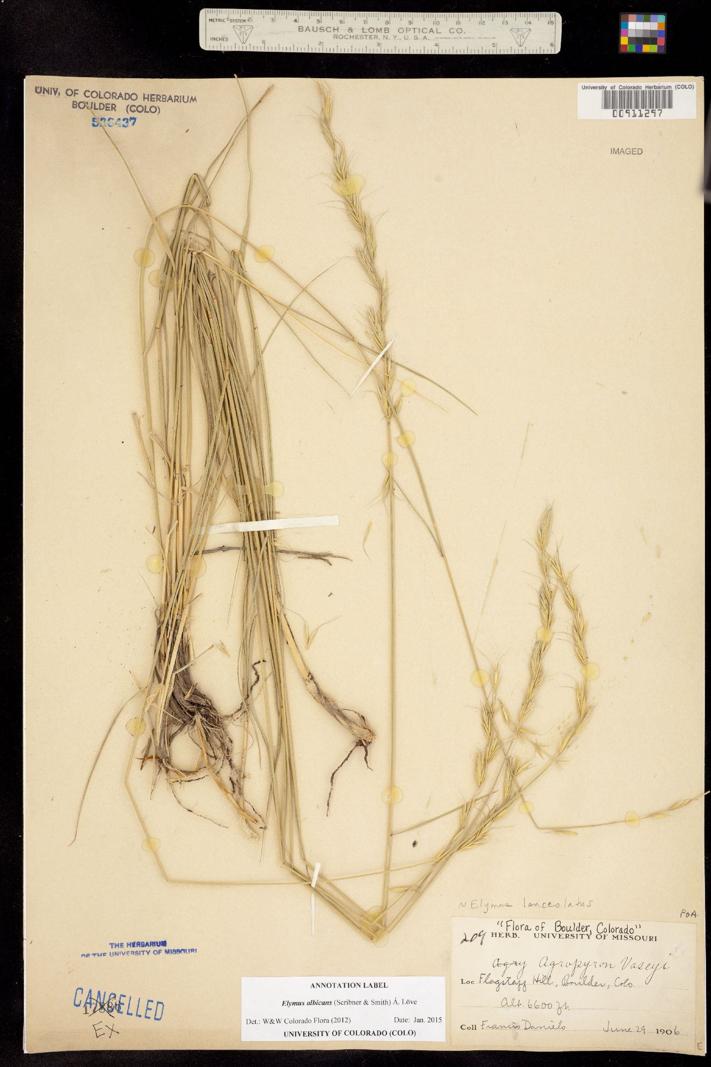 Elymus albicans image