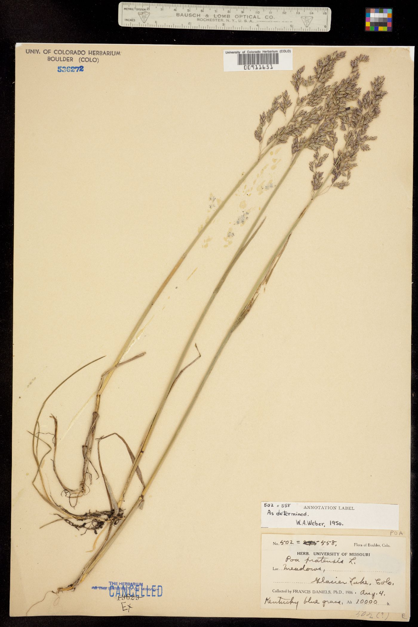 Poa pratensis image