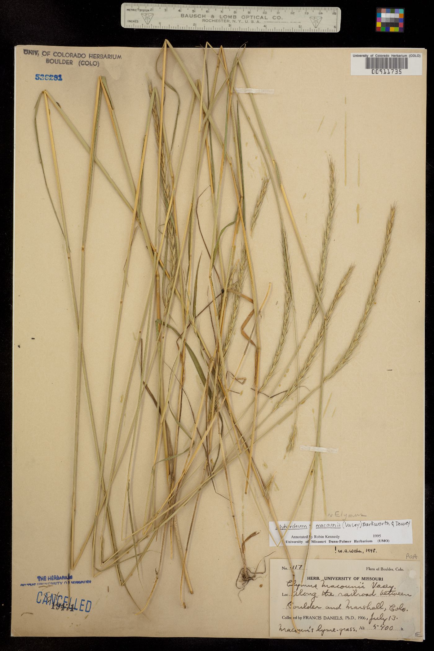 X Elyhordeum image