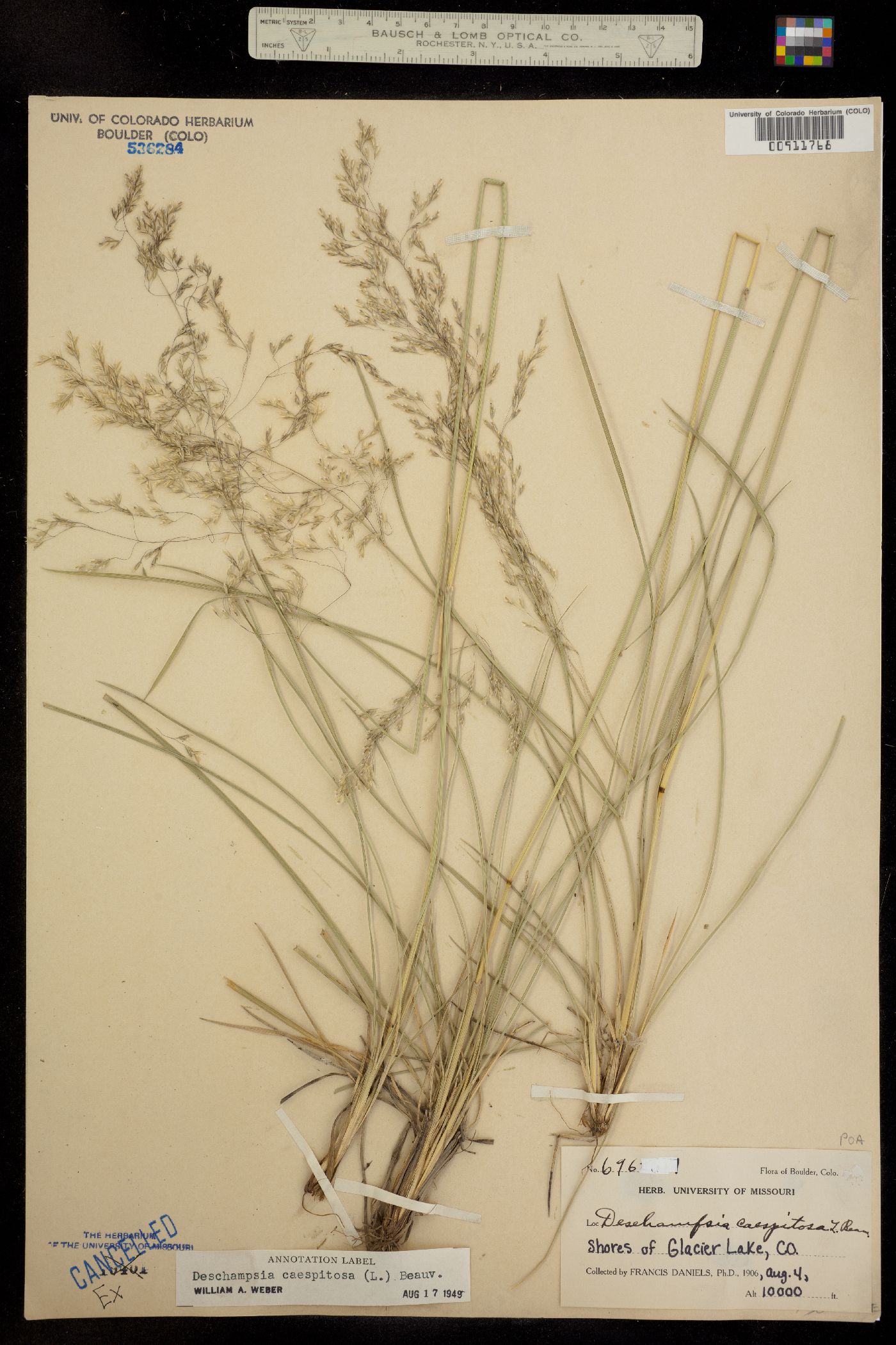 Deschampsia image