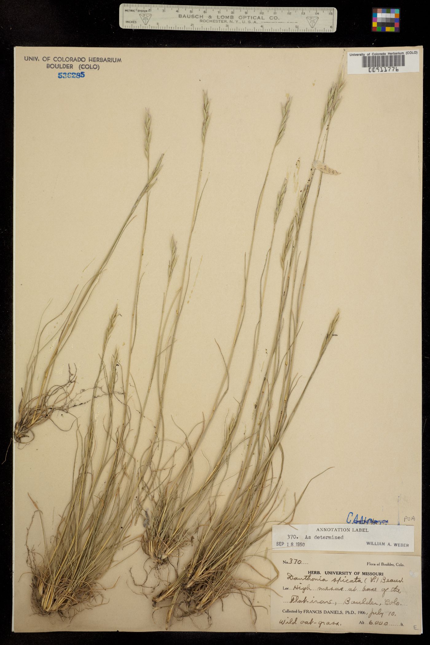 Danthonia spicata image