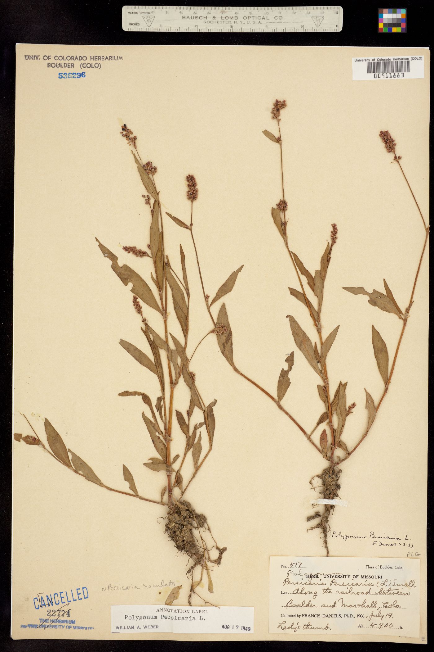Persicaria maculata image