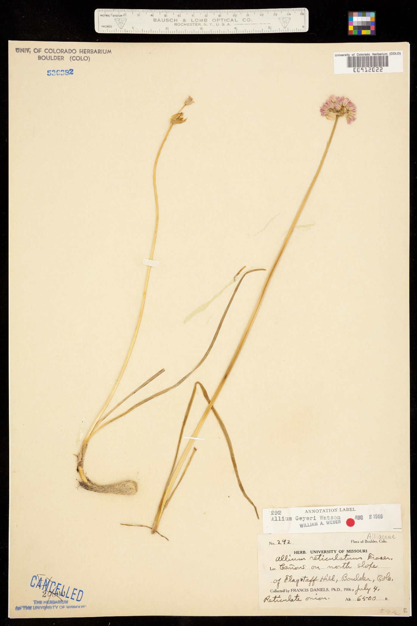Amaryllidaceae image