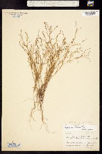 Gayophytum diffusum ssp. parviflorum image