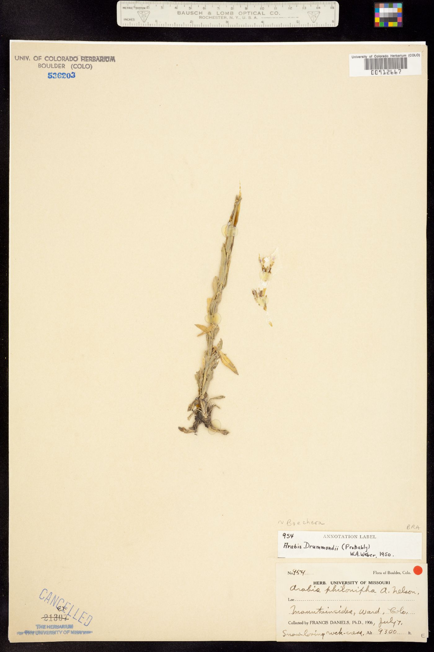 Boechera stricta image
