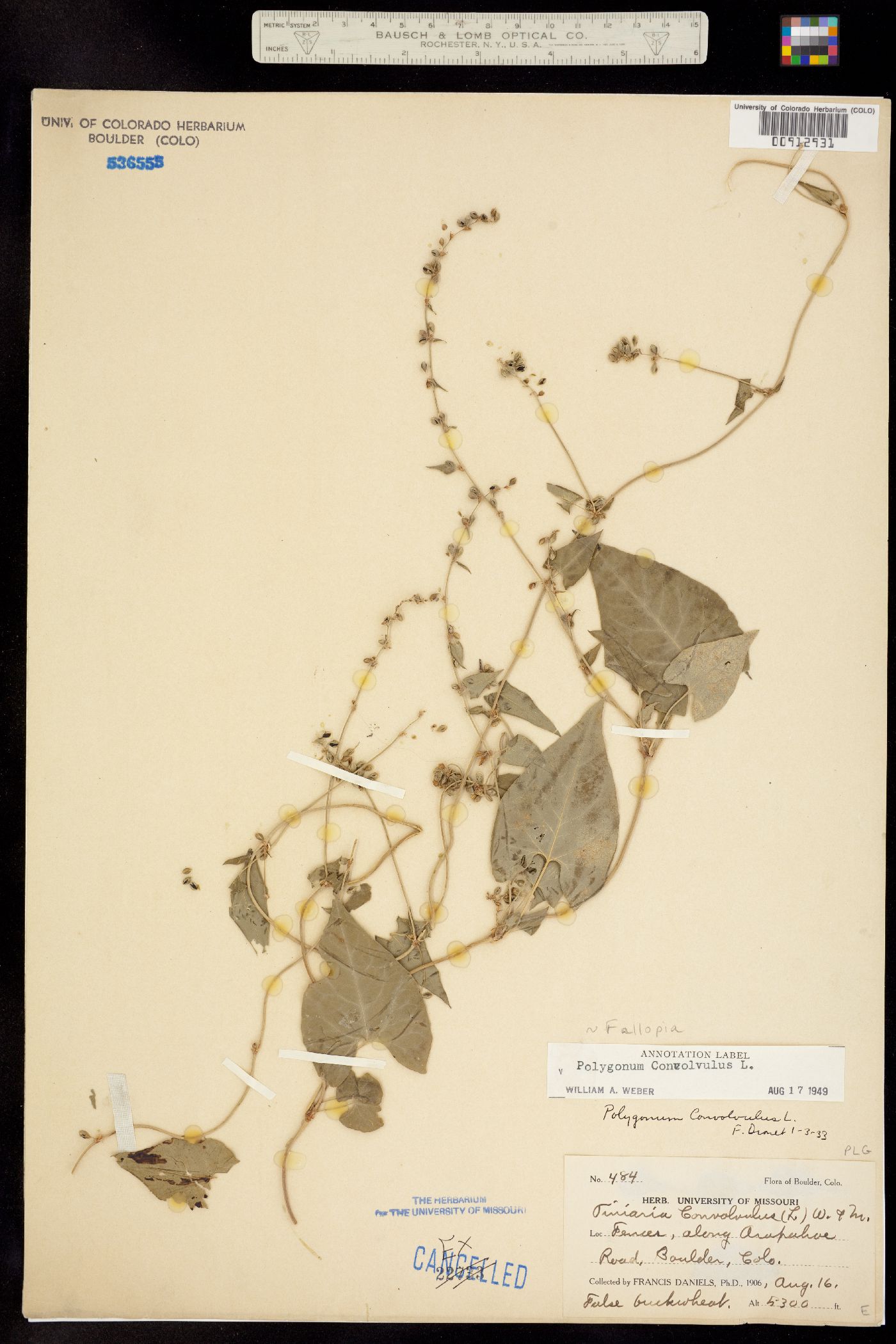 Fallopia convolvulus image