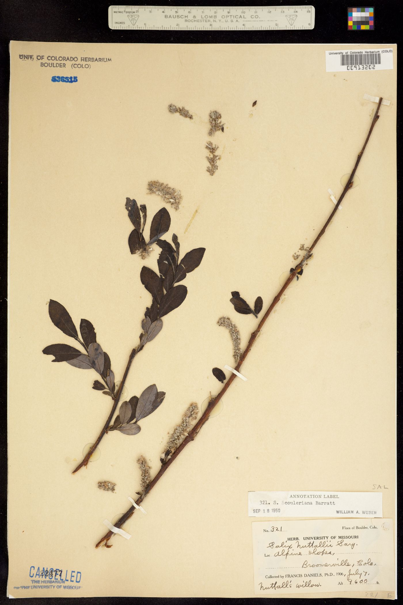 Salix scouleriana image