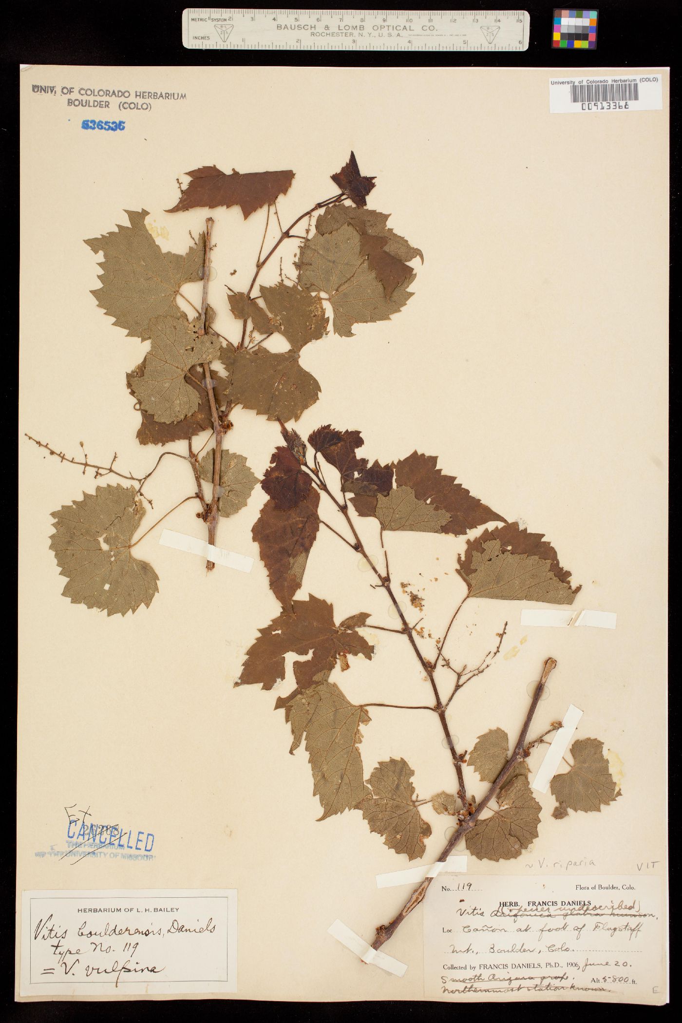 Vitis riparia ssp riparia image