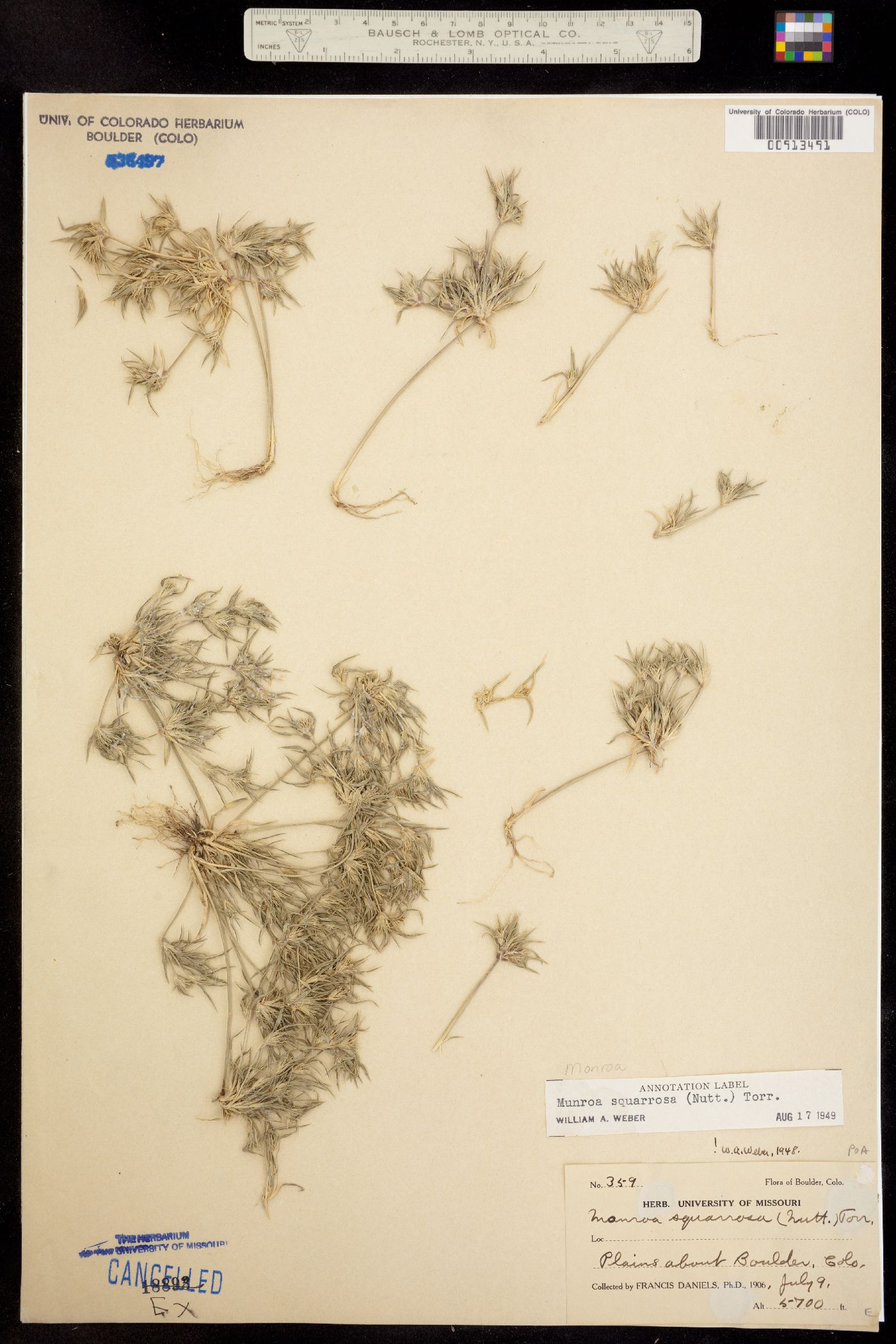 Munroa squarrosa image