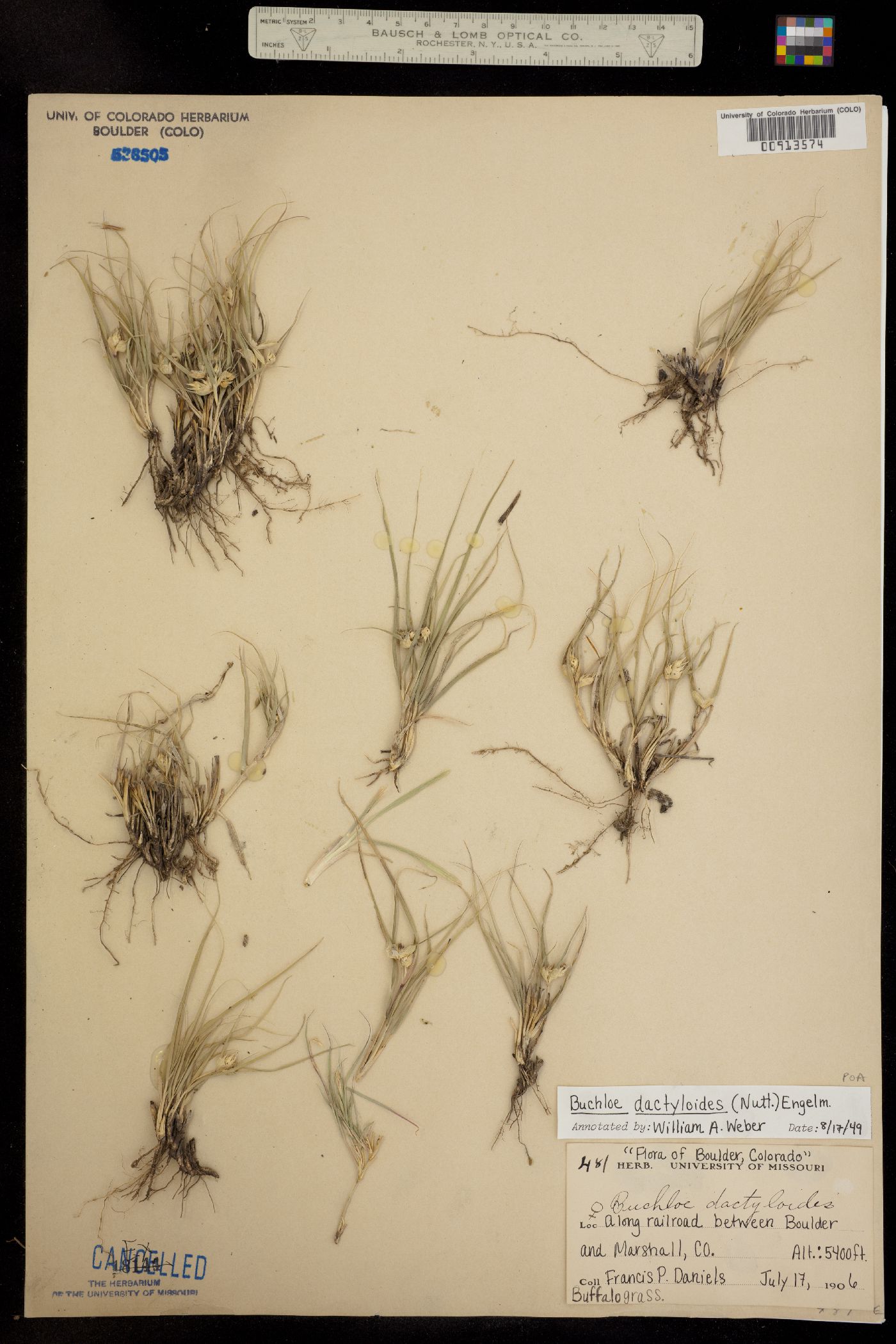 Bouteloua dactyloides image