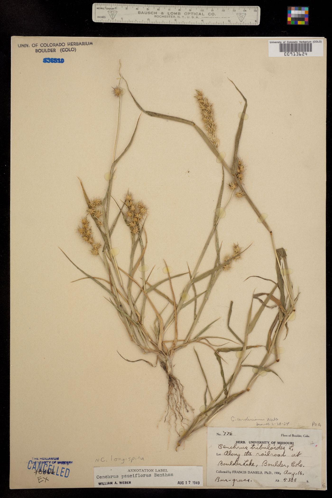Cenchrus longispinus image