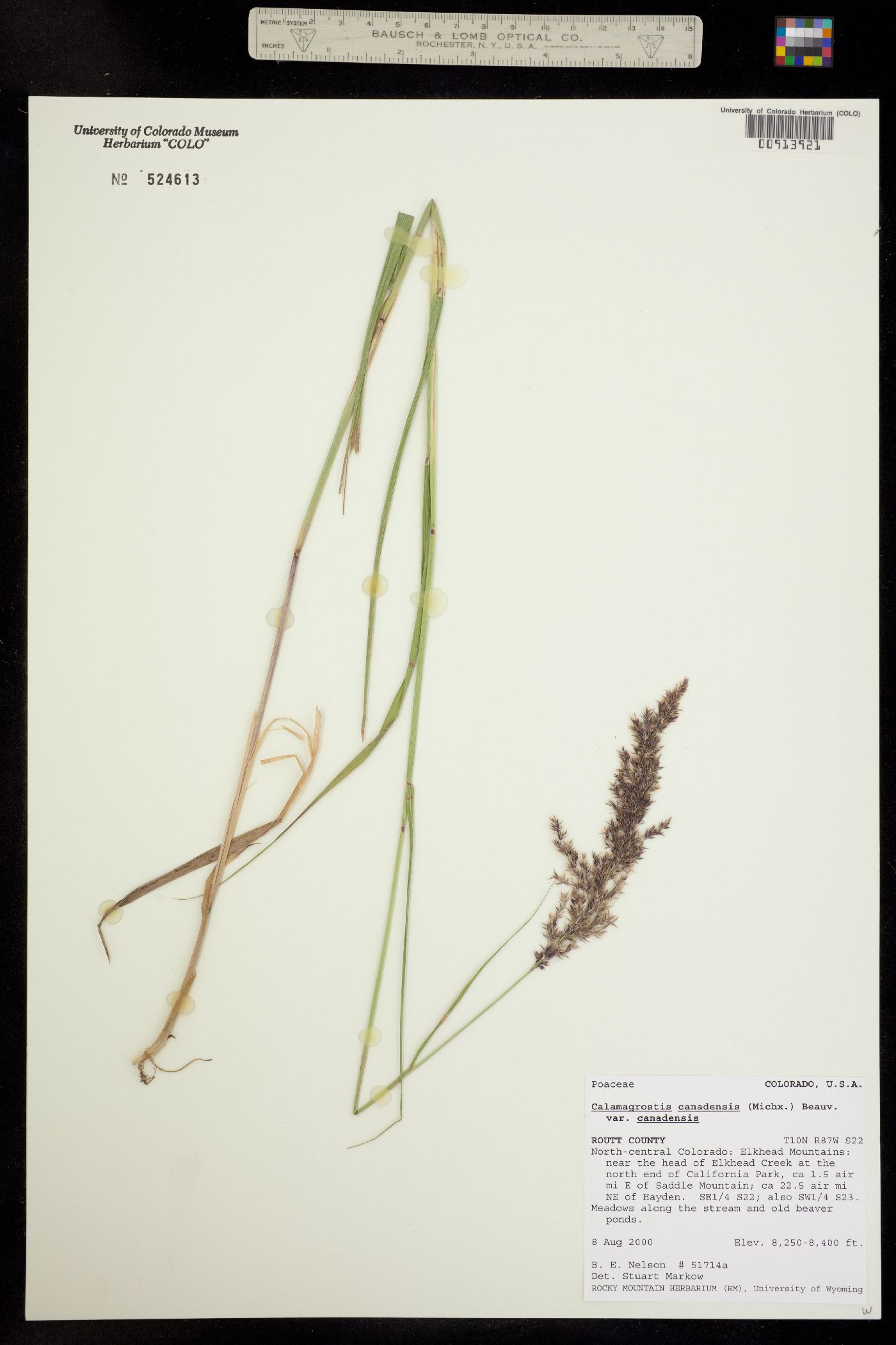 Calamagrostis image