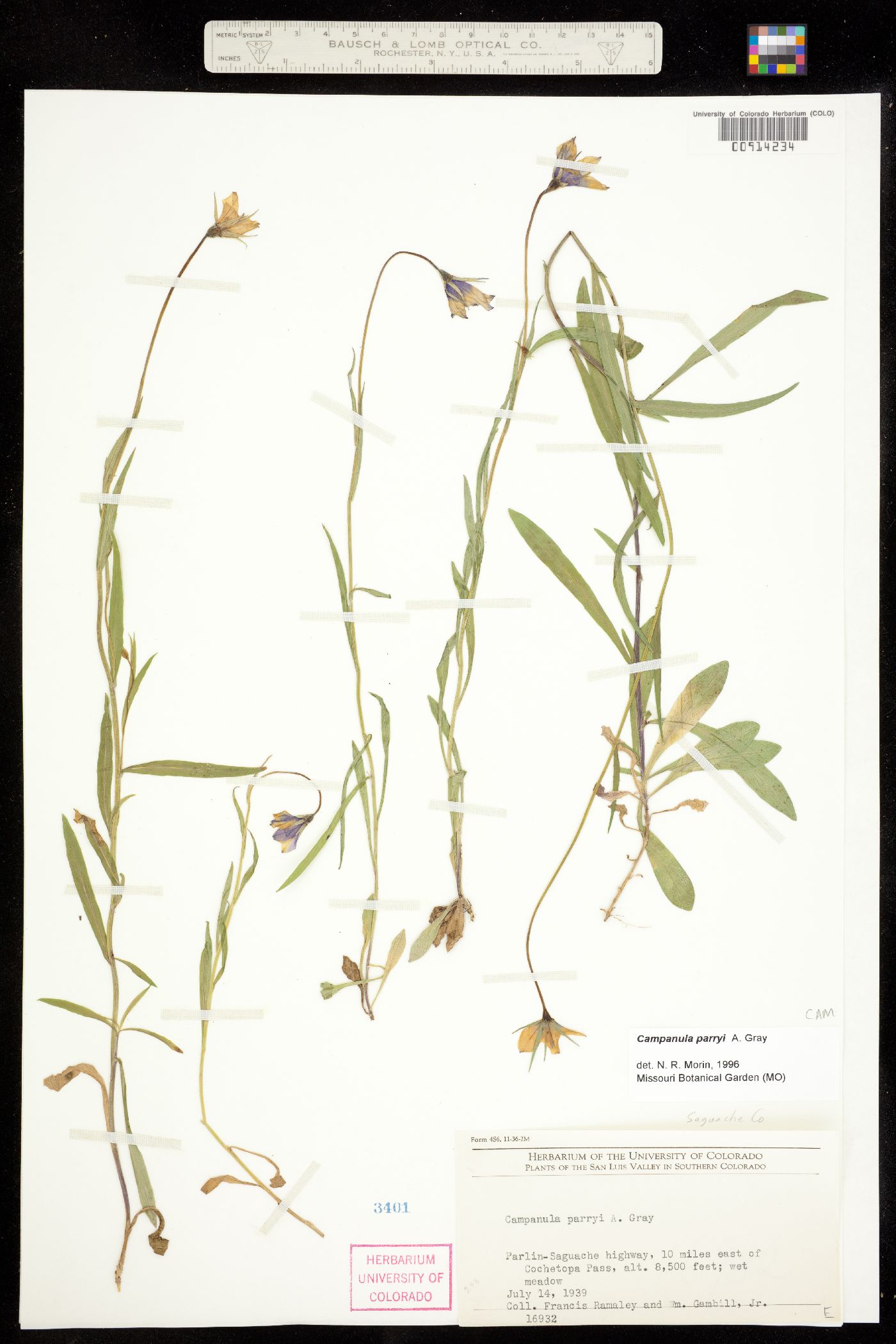 Campanula image