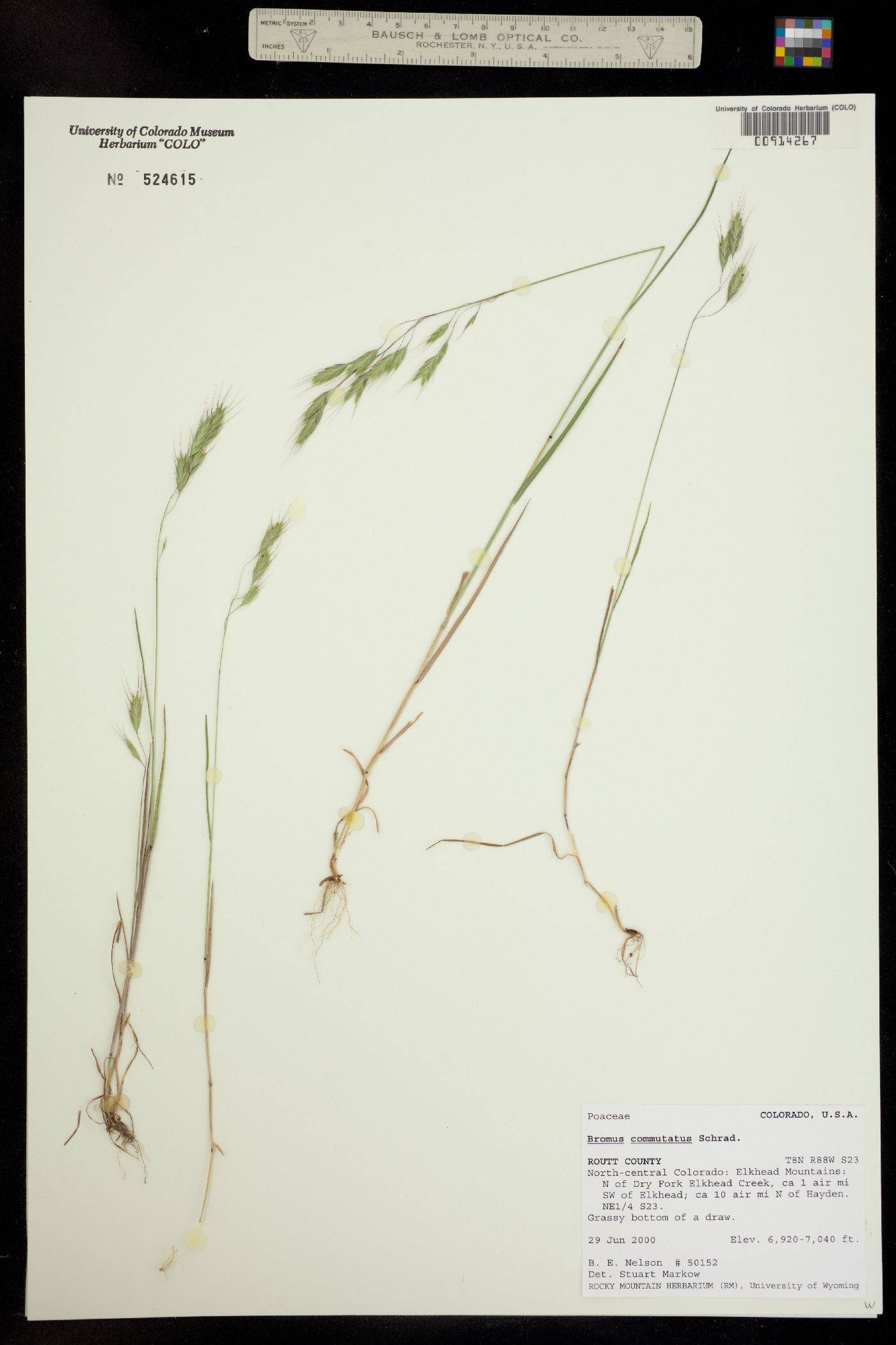 Bromus commutatus image