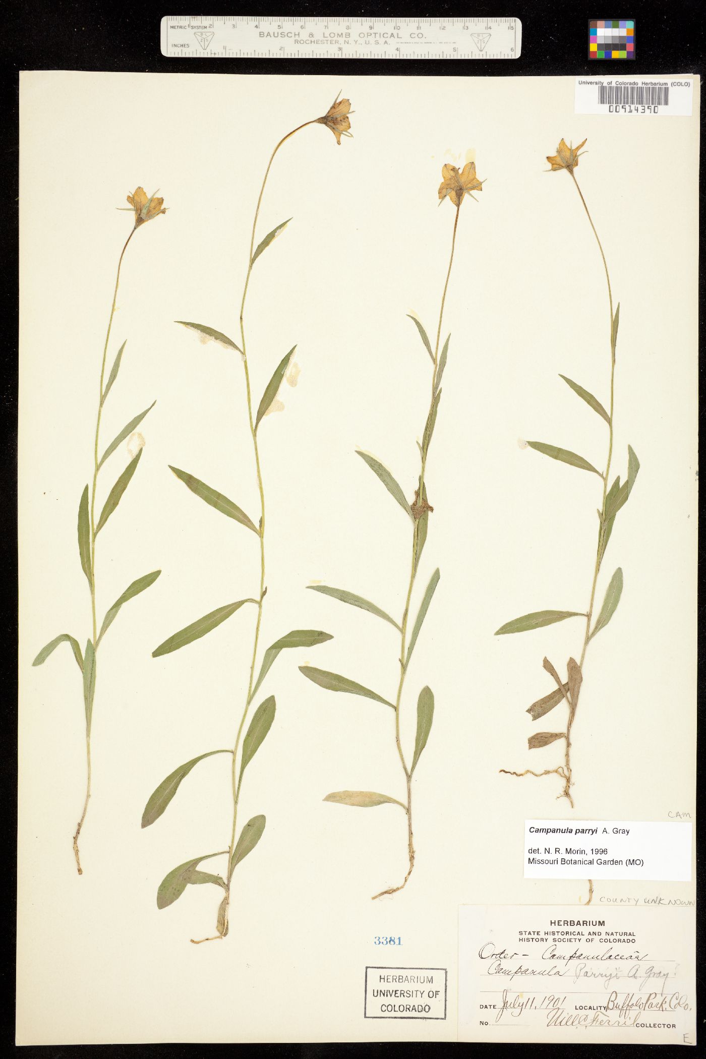 Campanula image