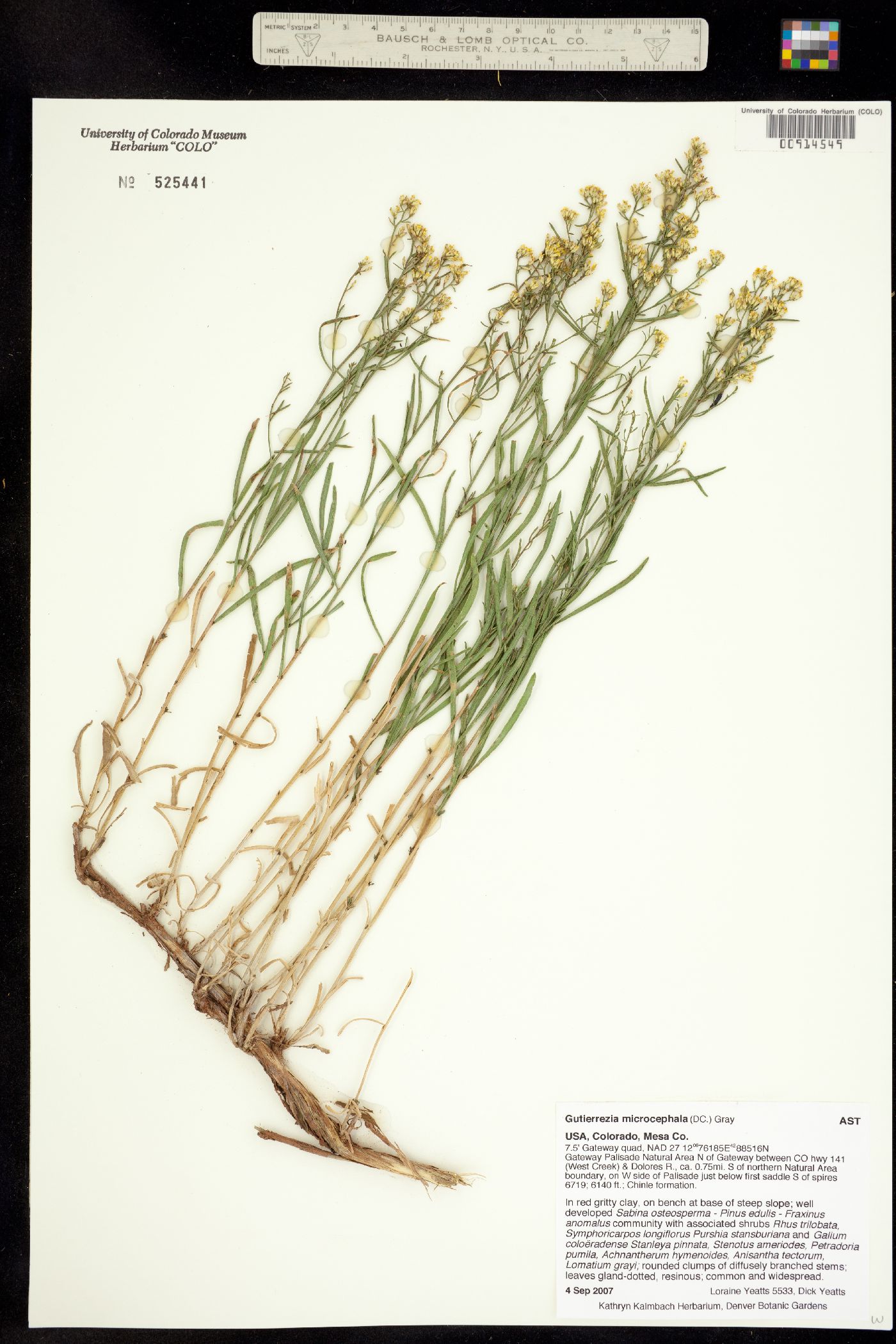 Gutierrezia microcephala image