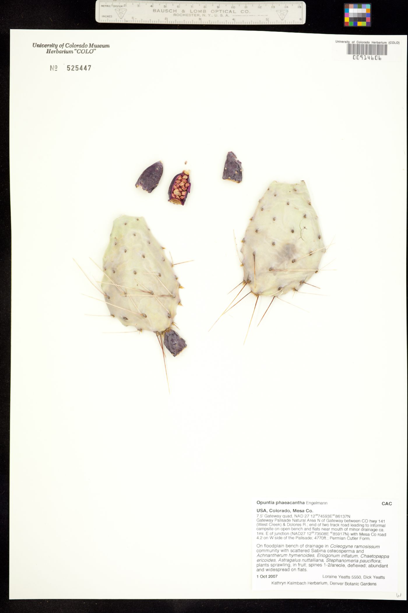 Opuntia phaeacantha image