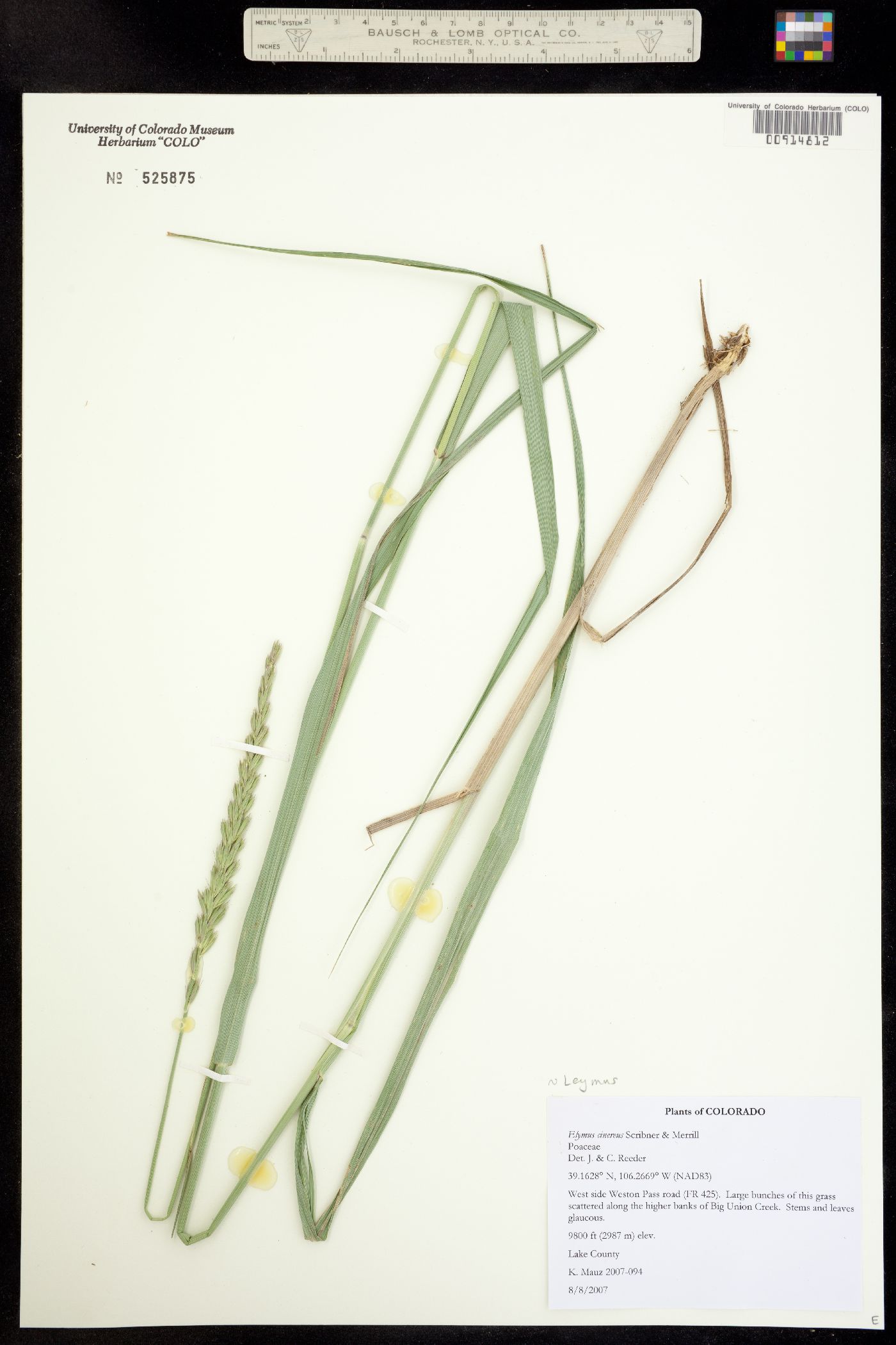 Leymus cinereus image