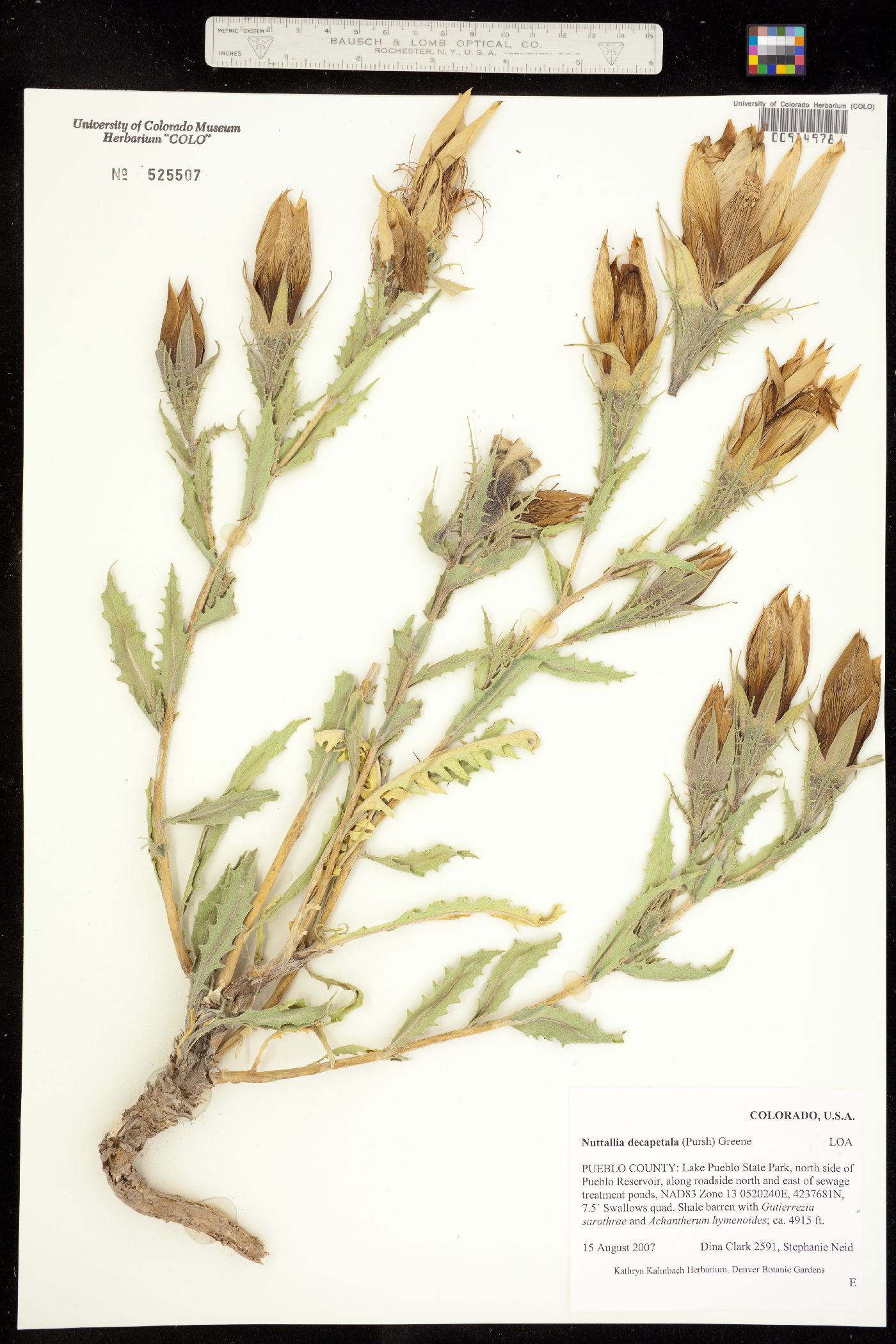 Loasaceae image