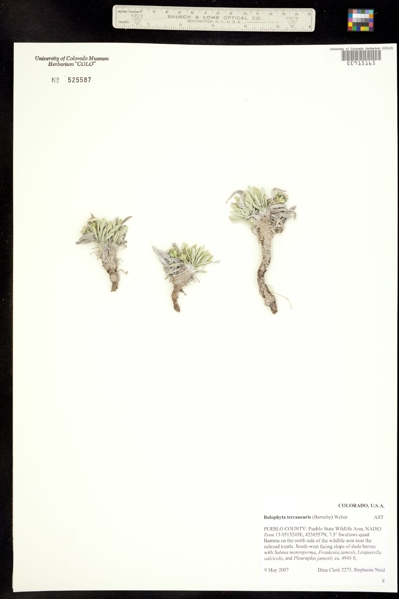 Bolophyta tetraneuris image