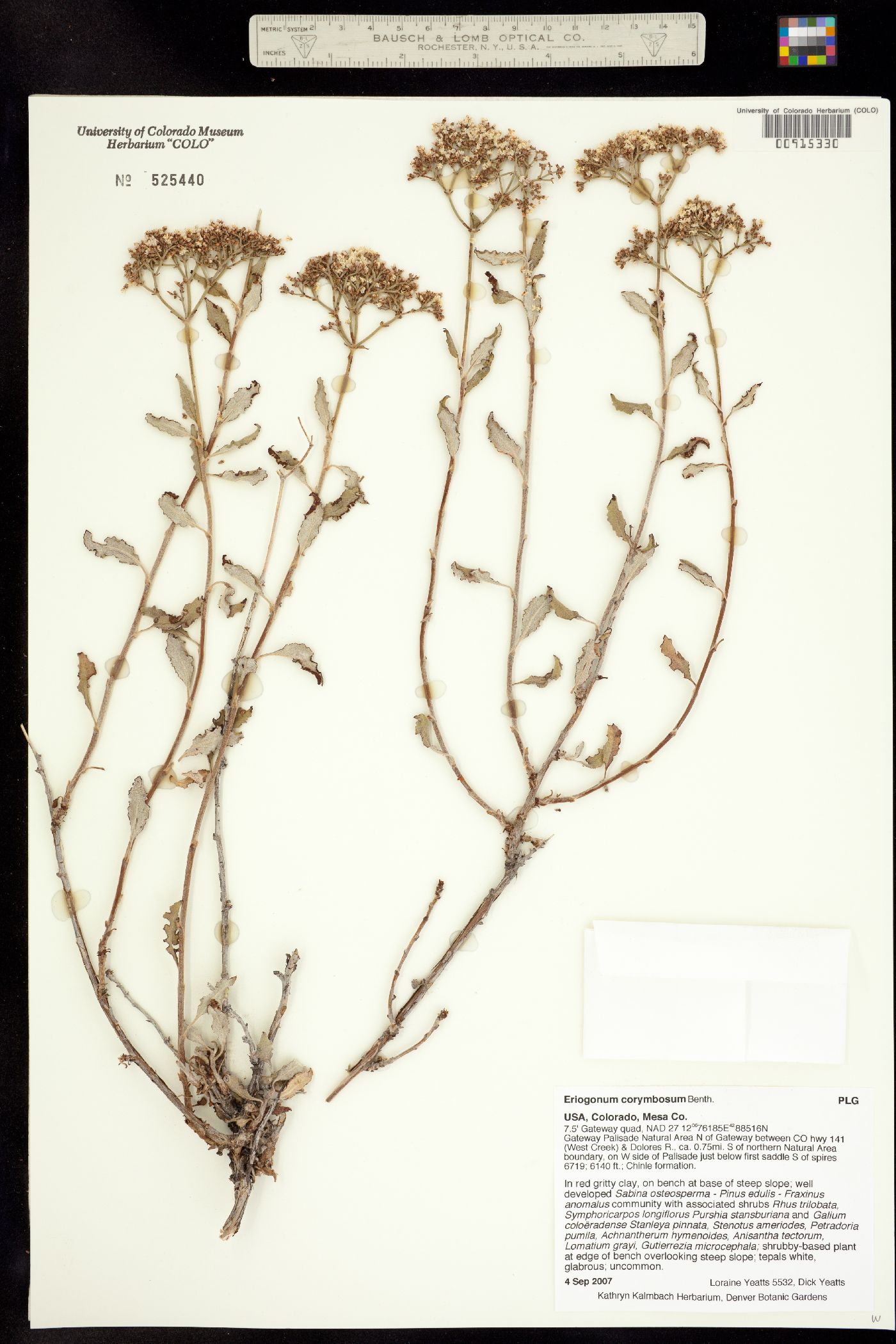 Eriogonum corymbosum image