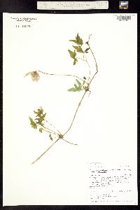 Clematis columbiana var. columbiana image