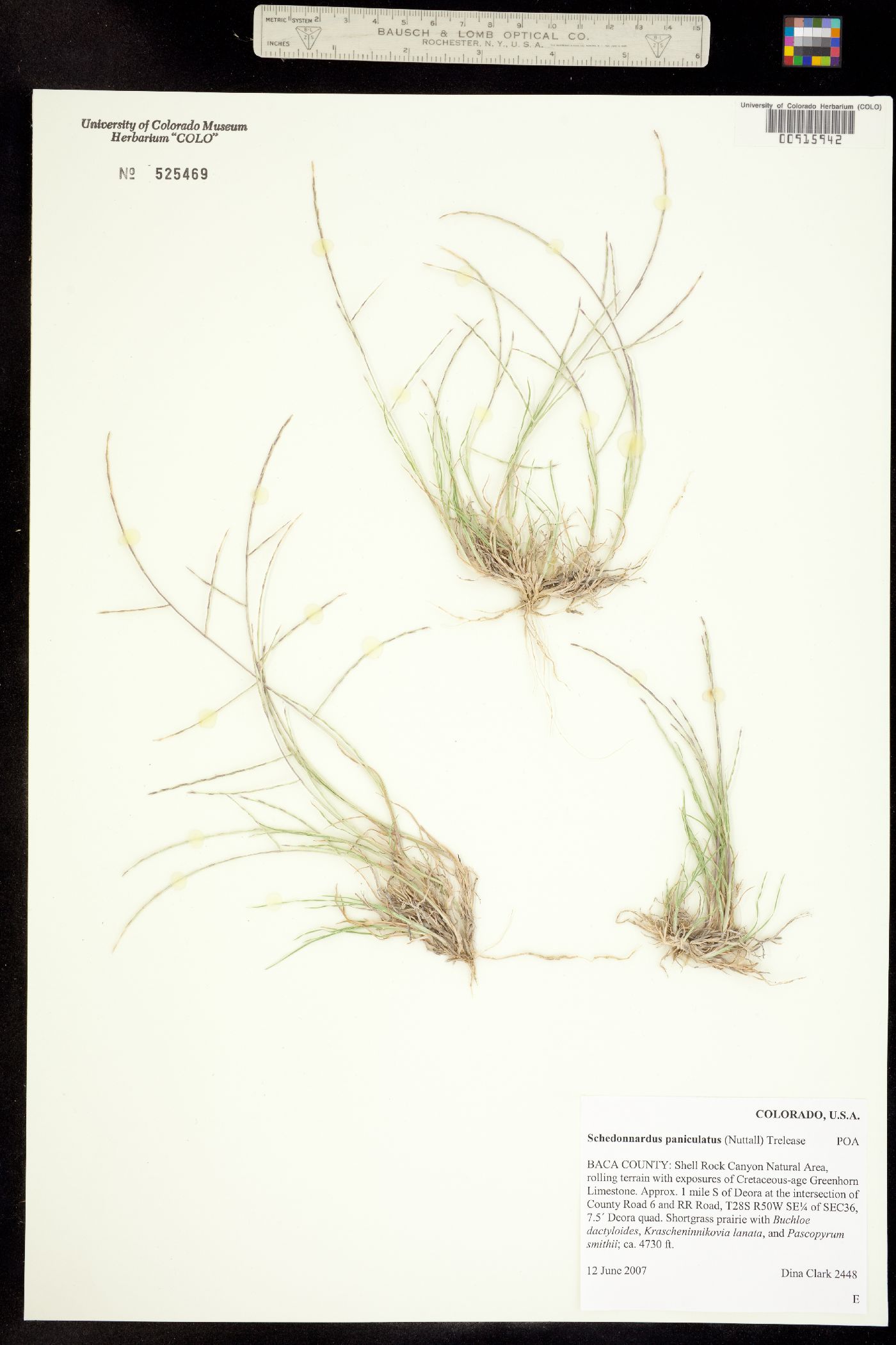 Muhlenbergia paniculata image