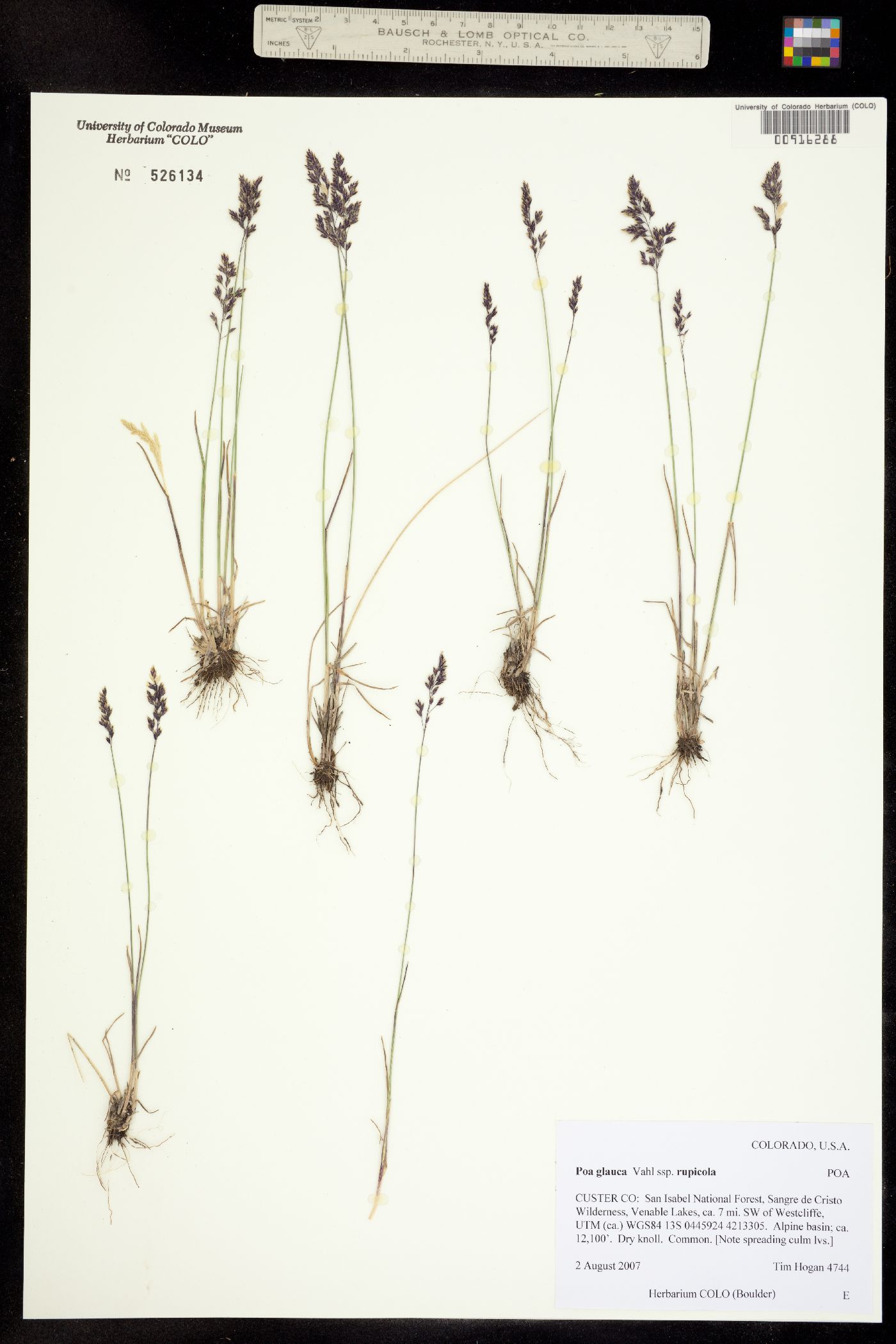 Poa glauca ssp. rupicola image