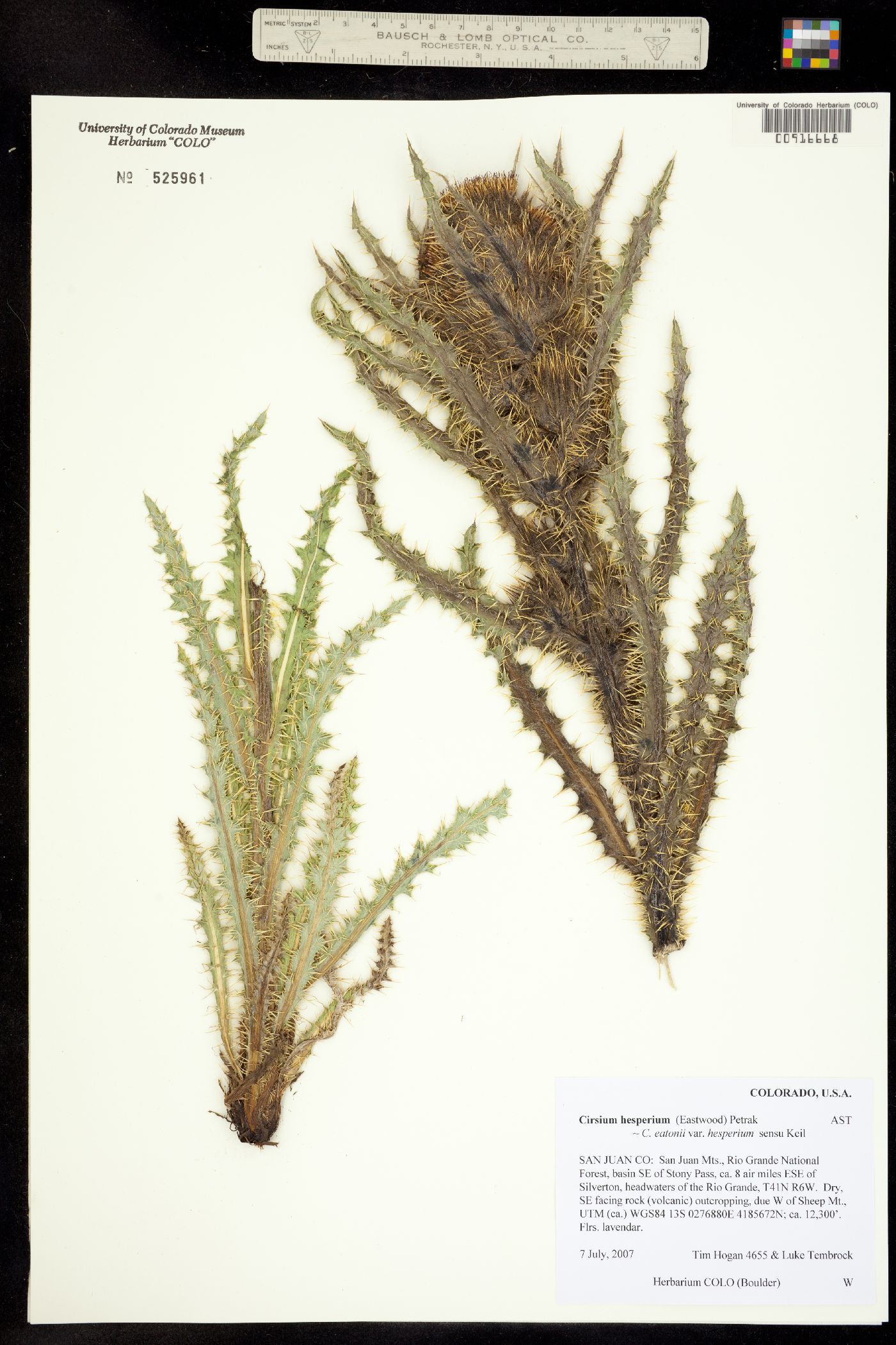 Cirsium eatonii image