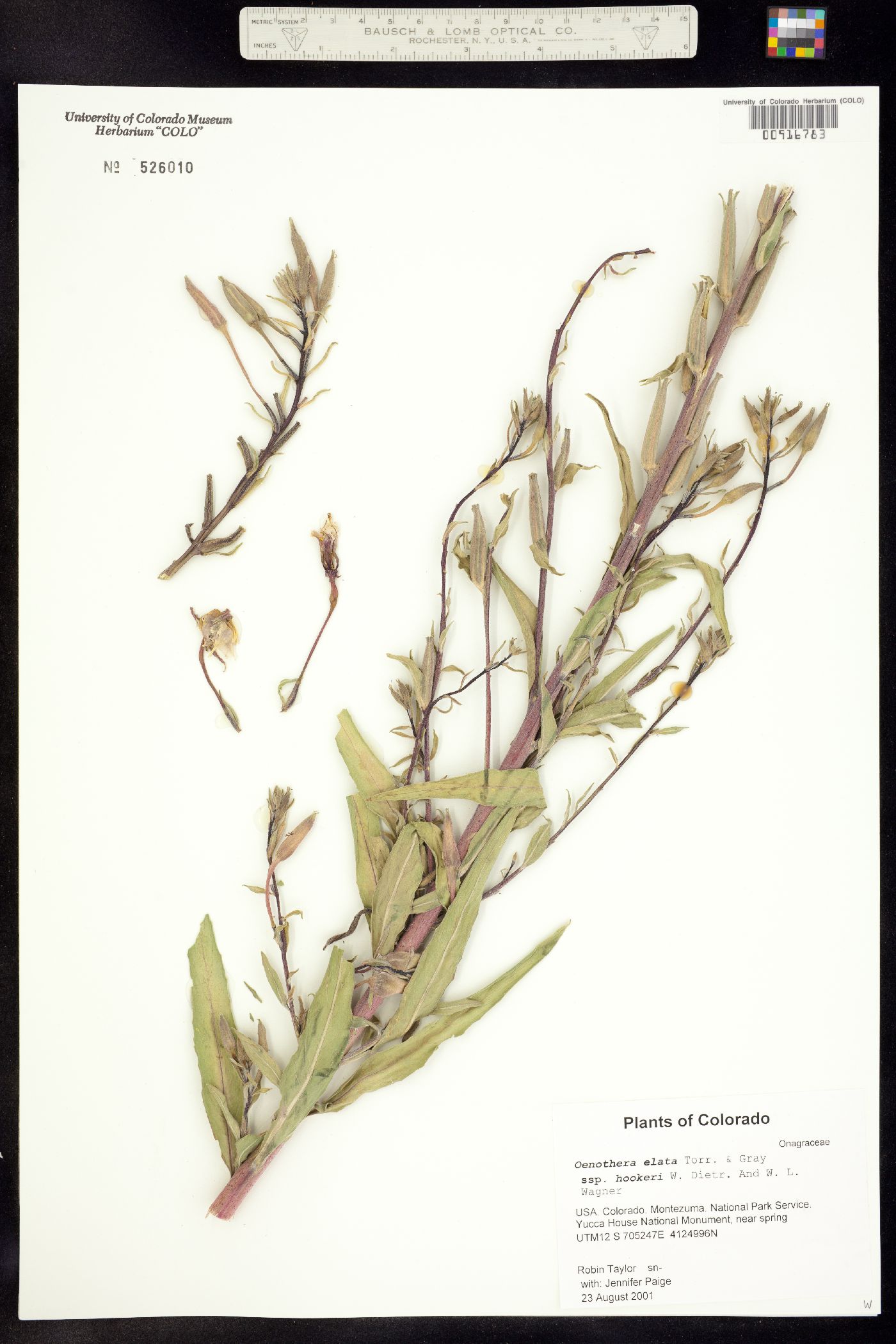 Oenothera elata ssp. hirsutissima image