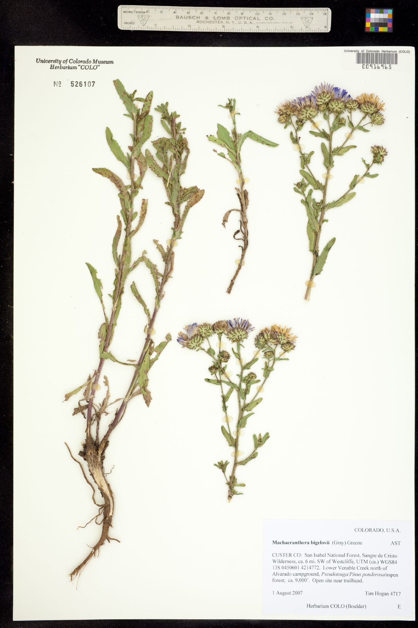 Machaeranthera bigelovii image