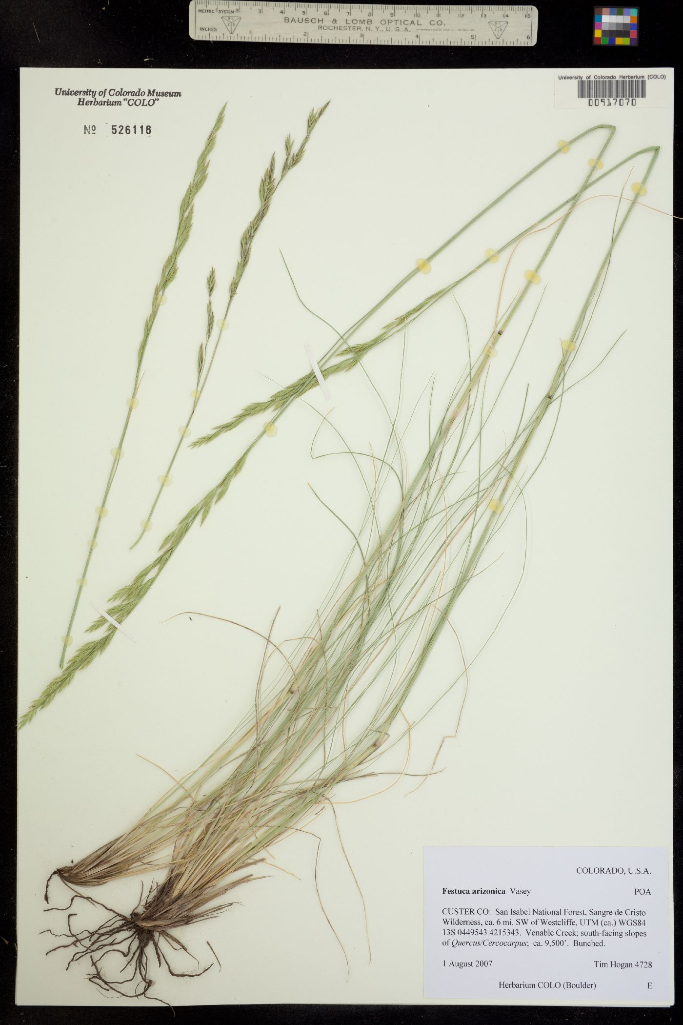 Festuca arizonica image