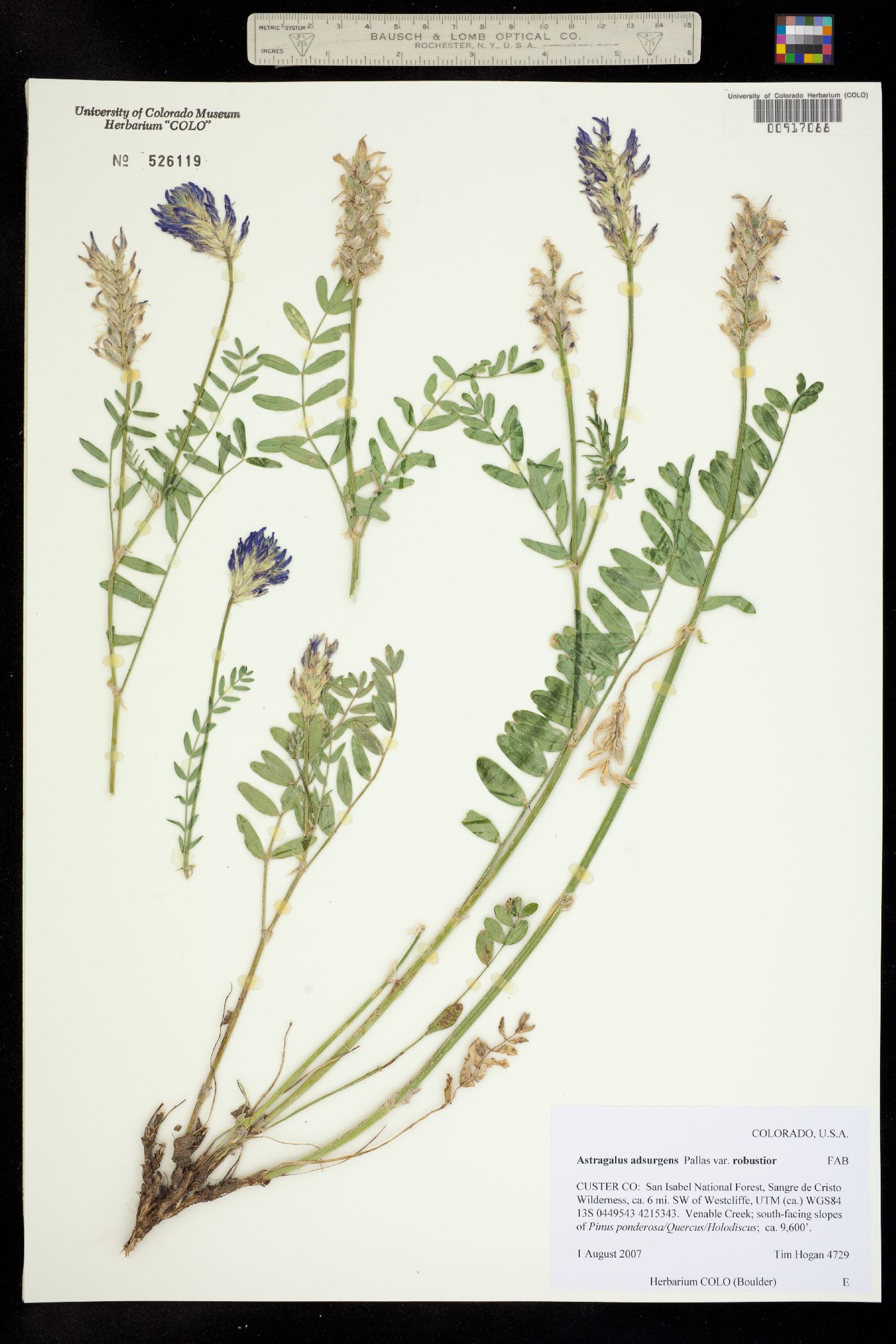 Astragalus laxmannii var. robustior image