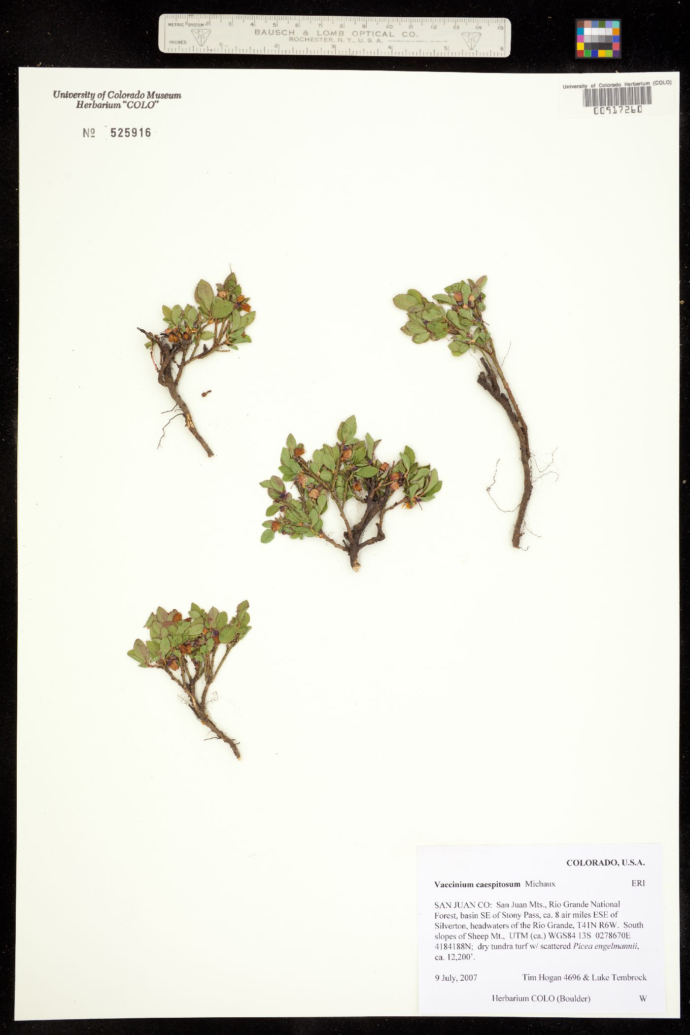 Vaccinium cespitosum image