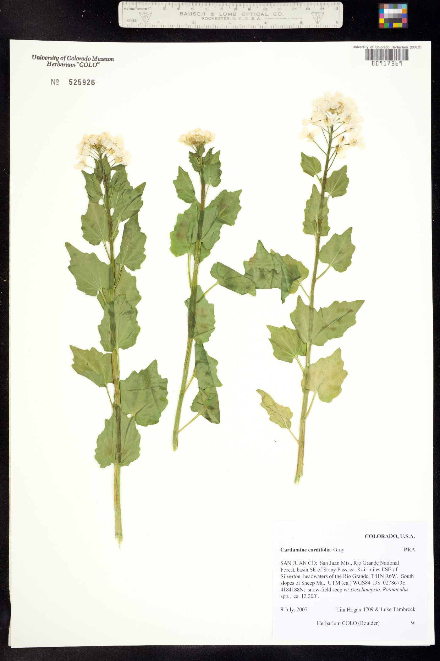 Cardamine cordifolia image