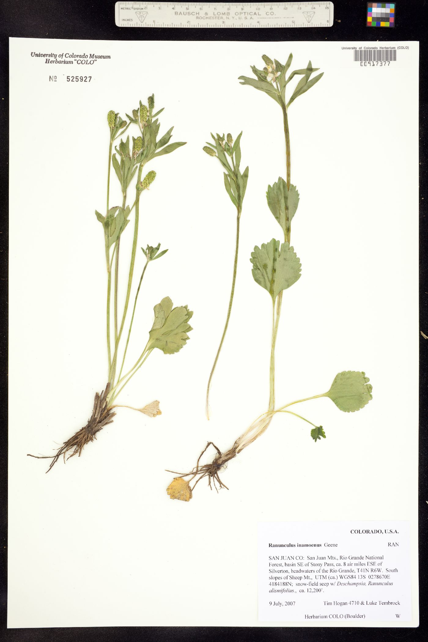 Ranunculus inamoenus image