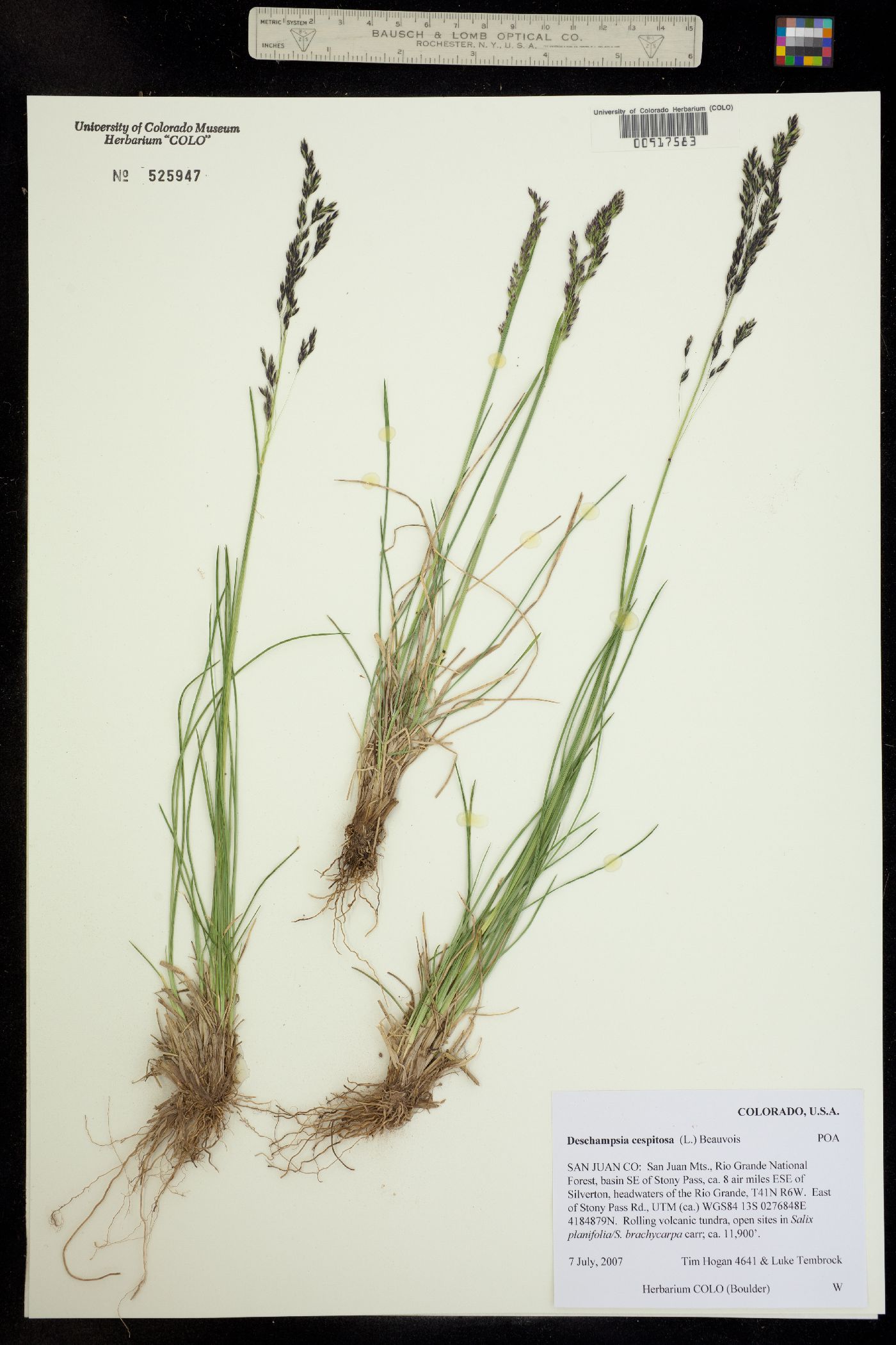 Deschampsia image