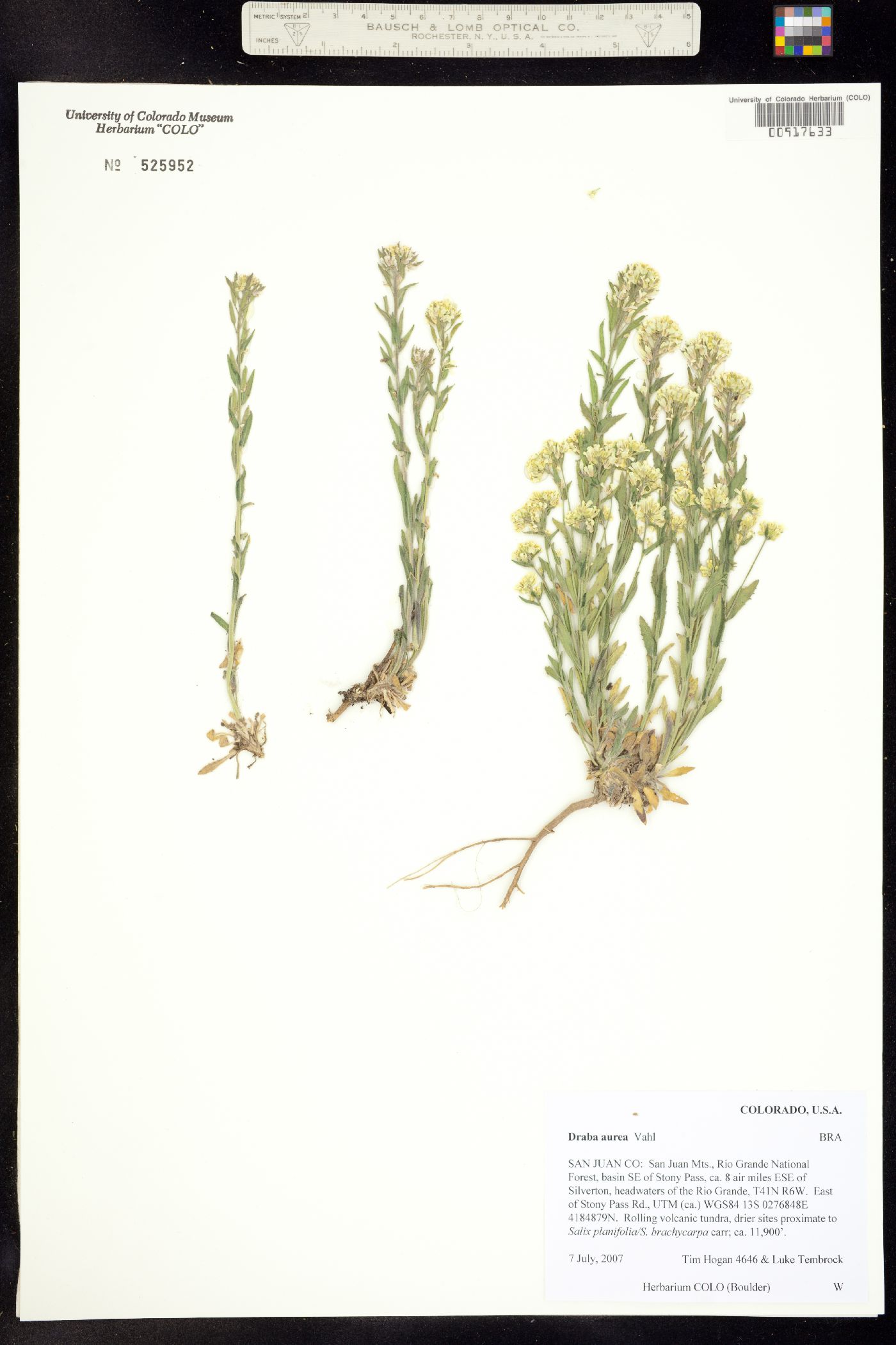 Draba aurea image