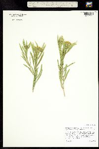 Oönopsis foliosa var. monocephala image