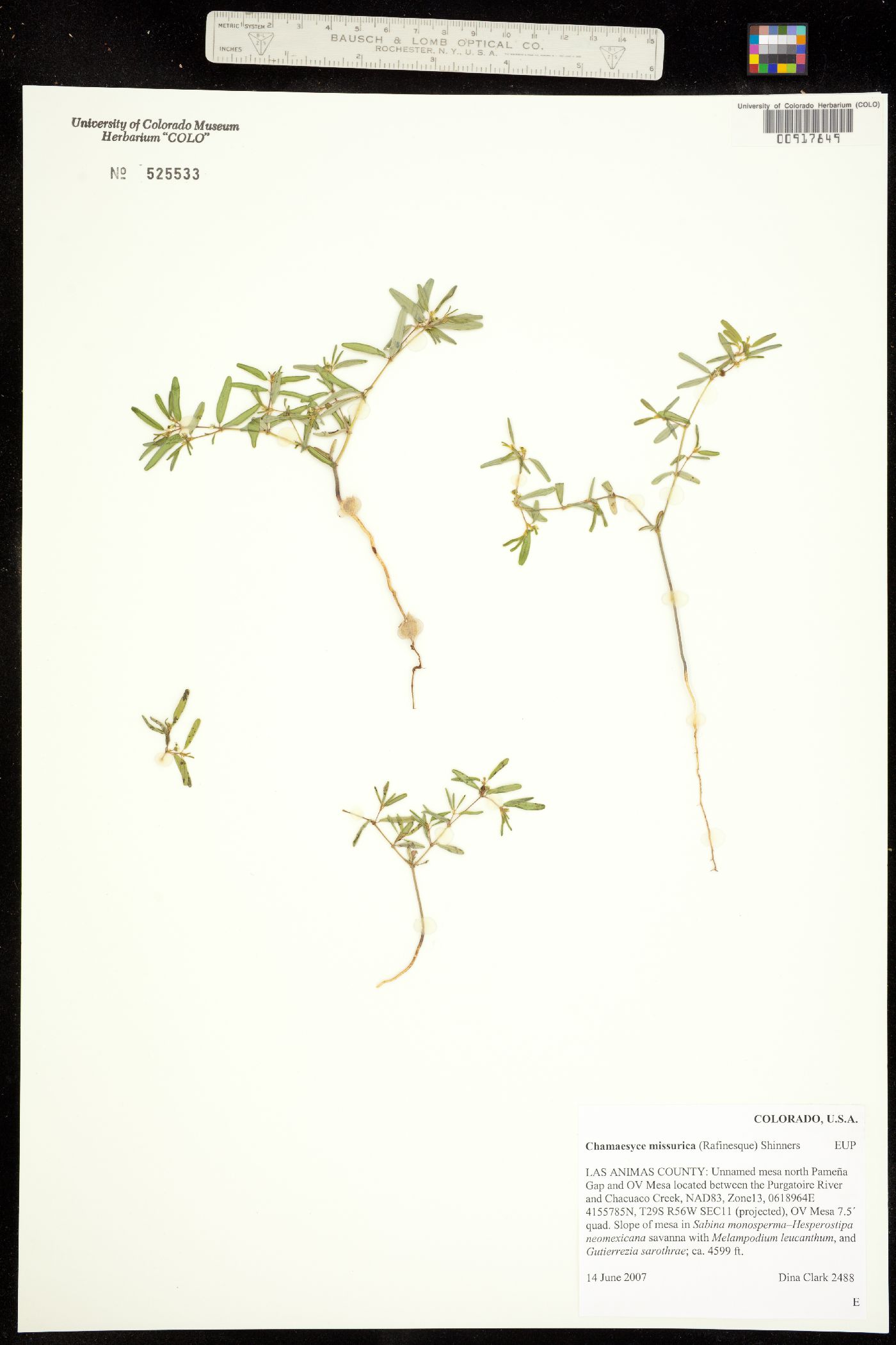 Chamaesyce missurica image