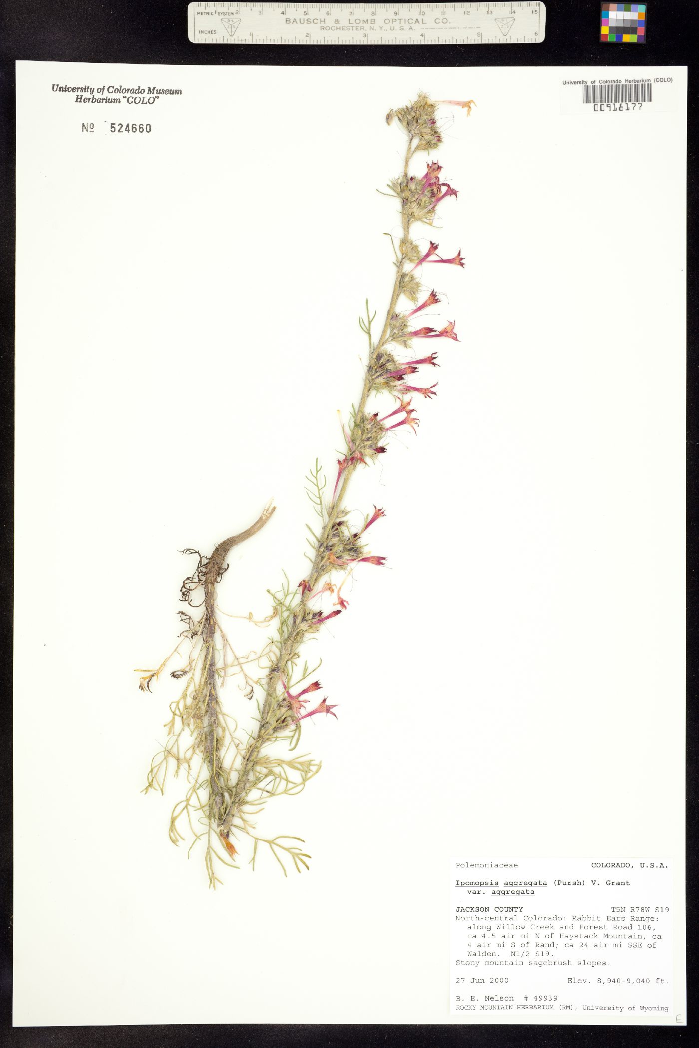 Ipomopsis aggregata ssp. aggregata image