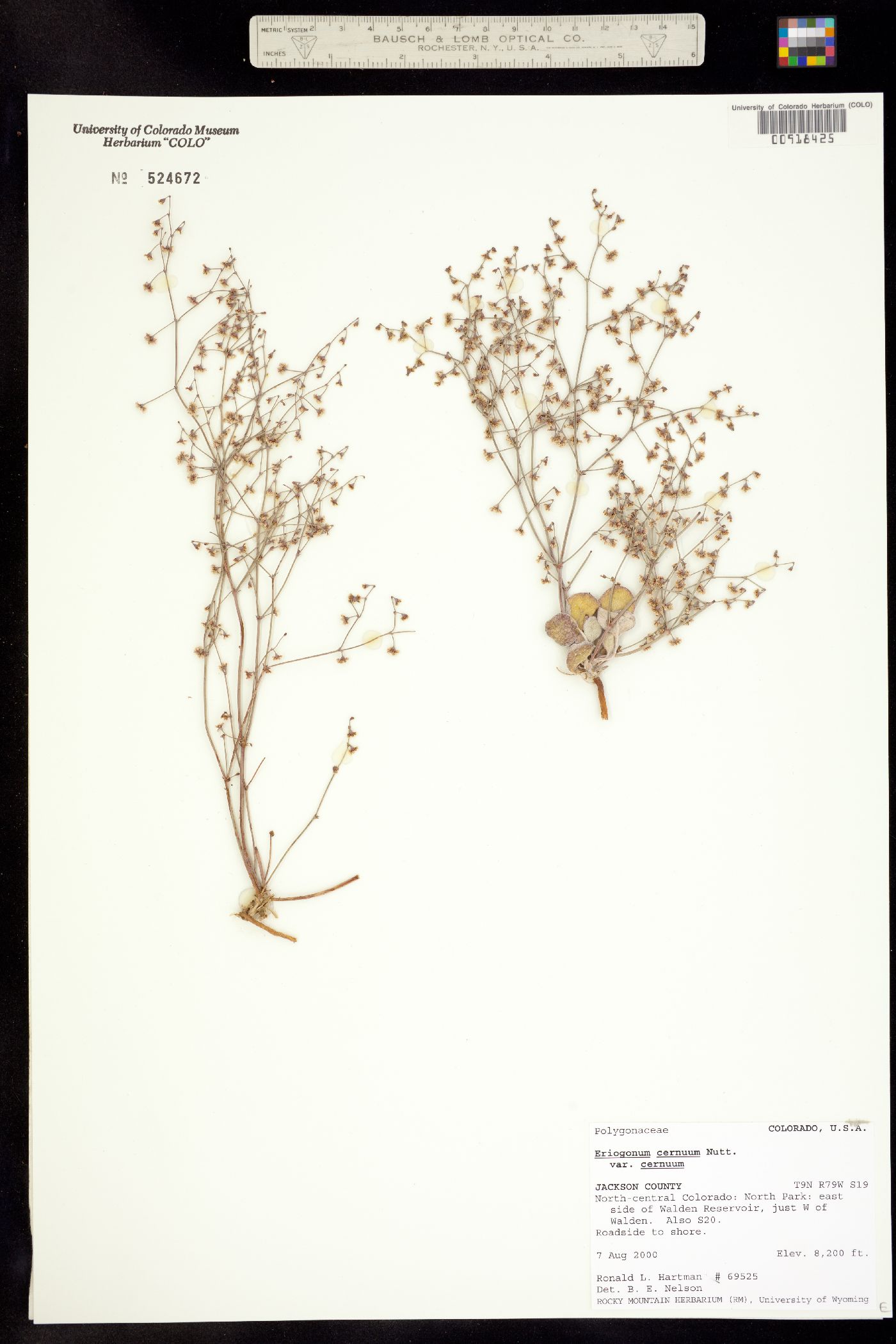 Eriogonum cernuum image
