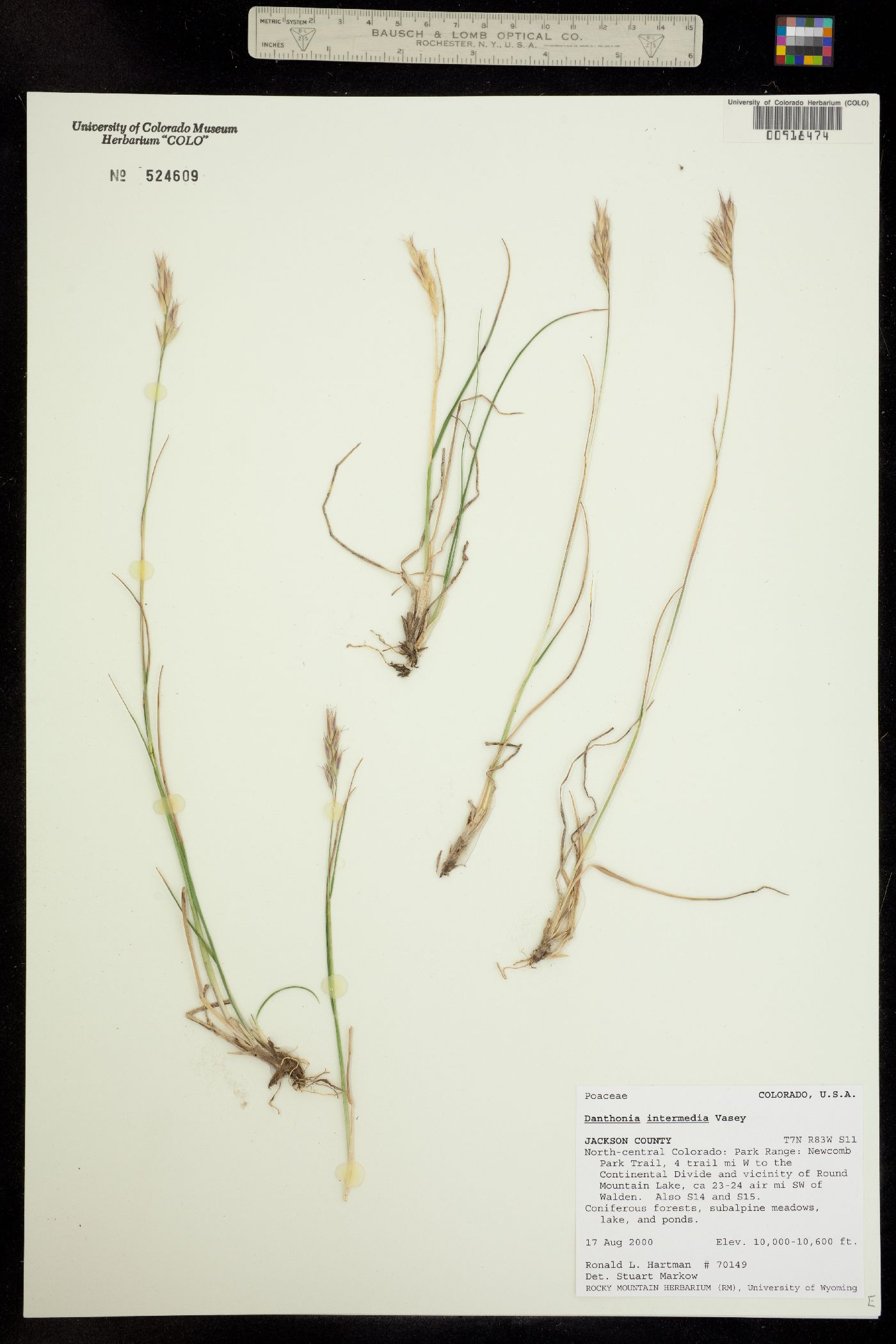 Danthonia intermedia image