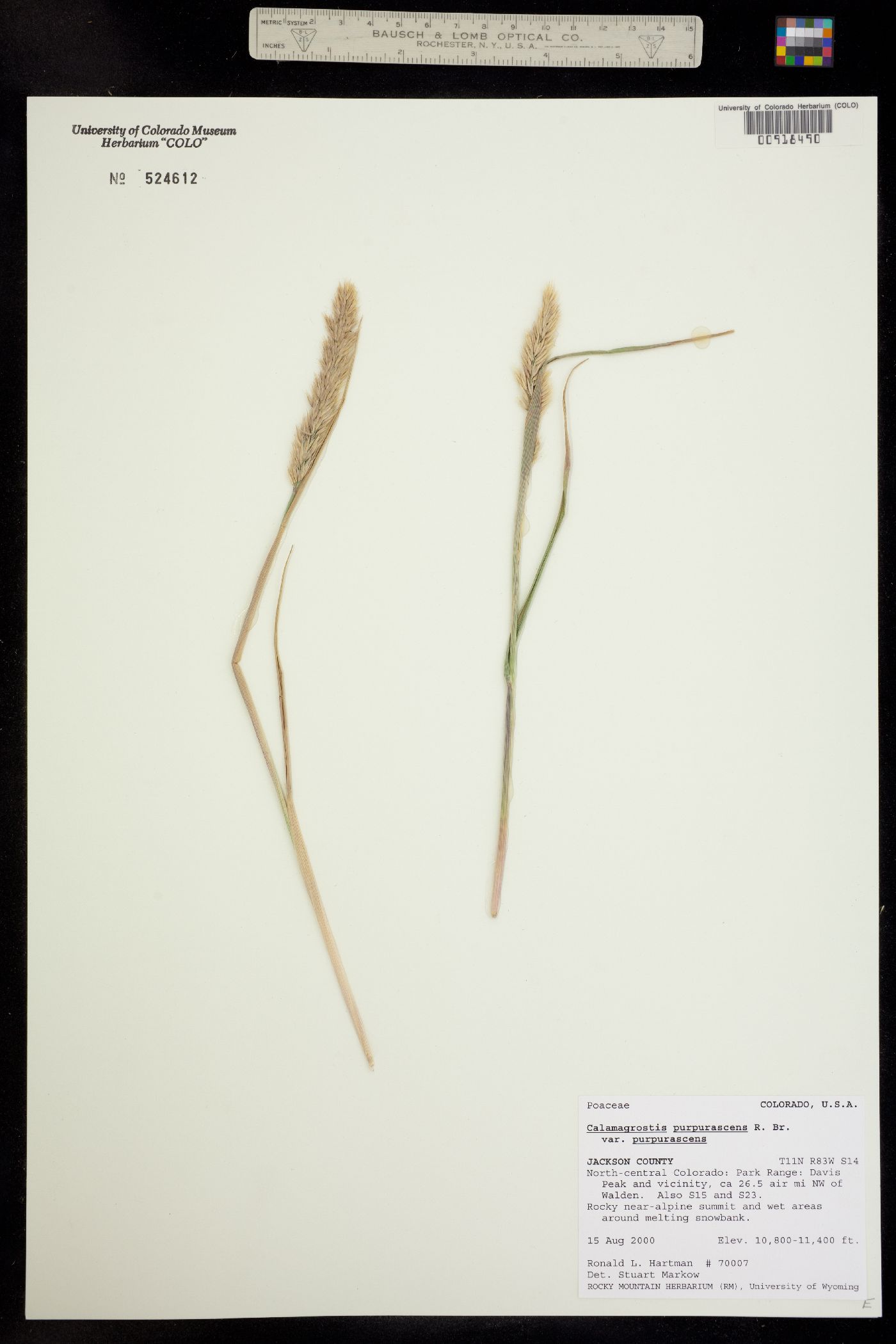 Calamagrostis purpurascens image