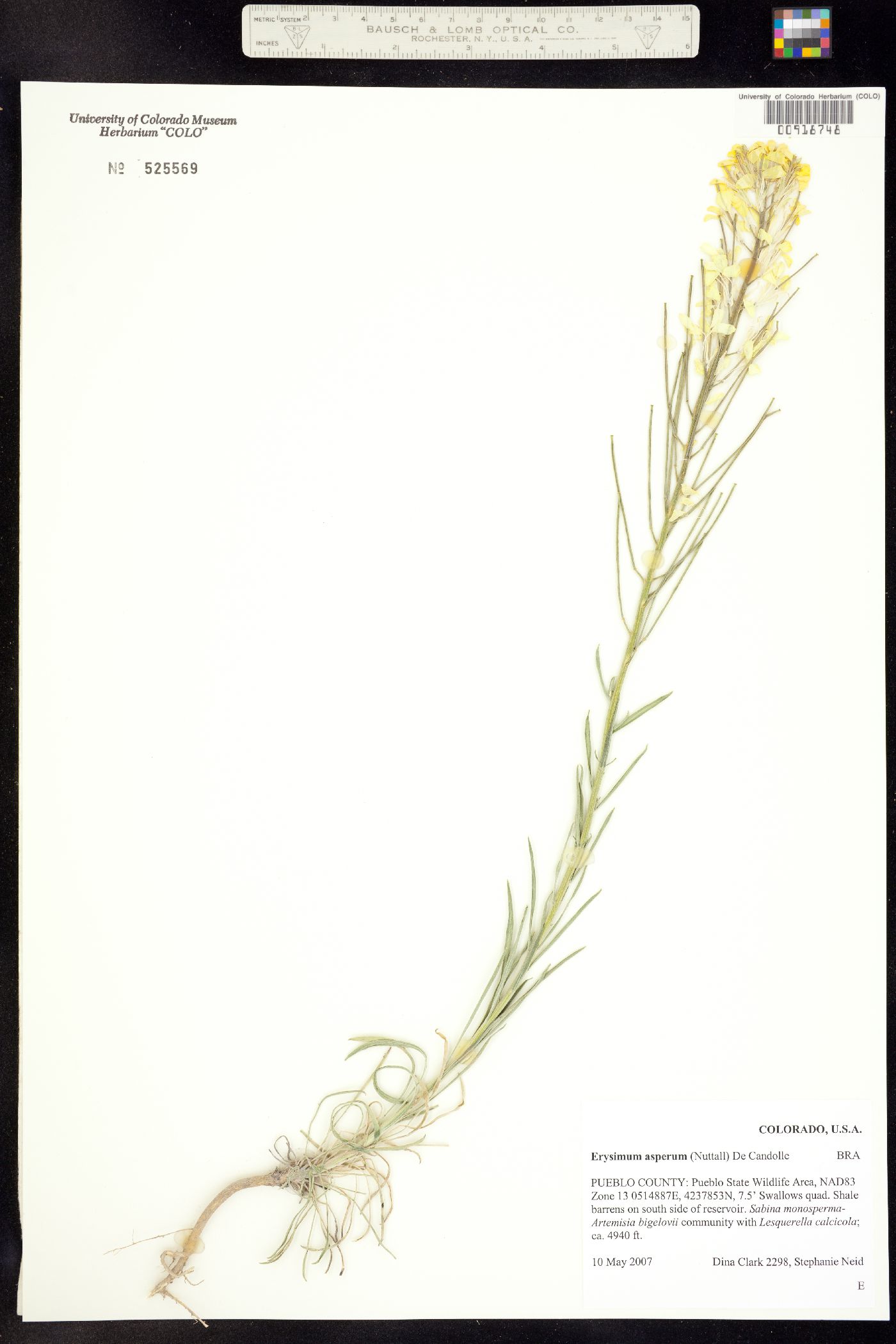 Erysimum asperum image