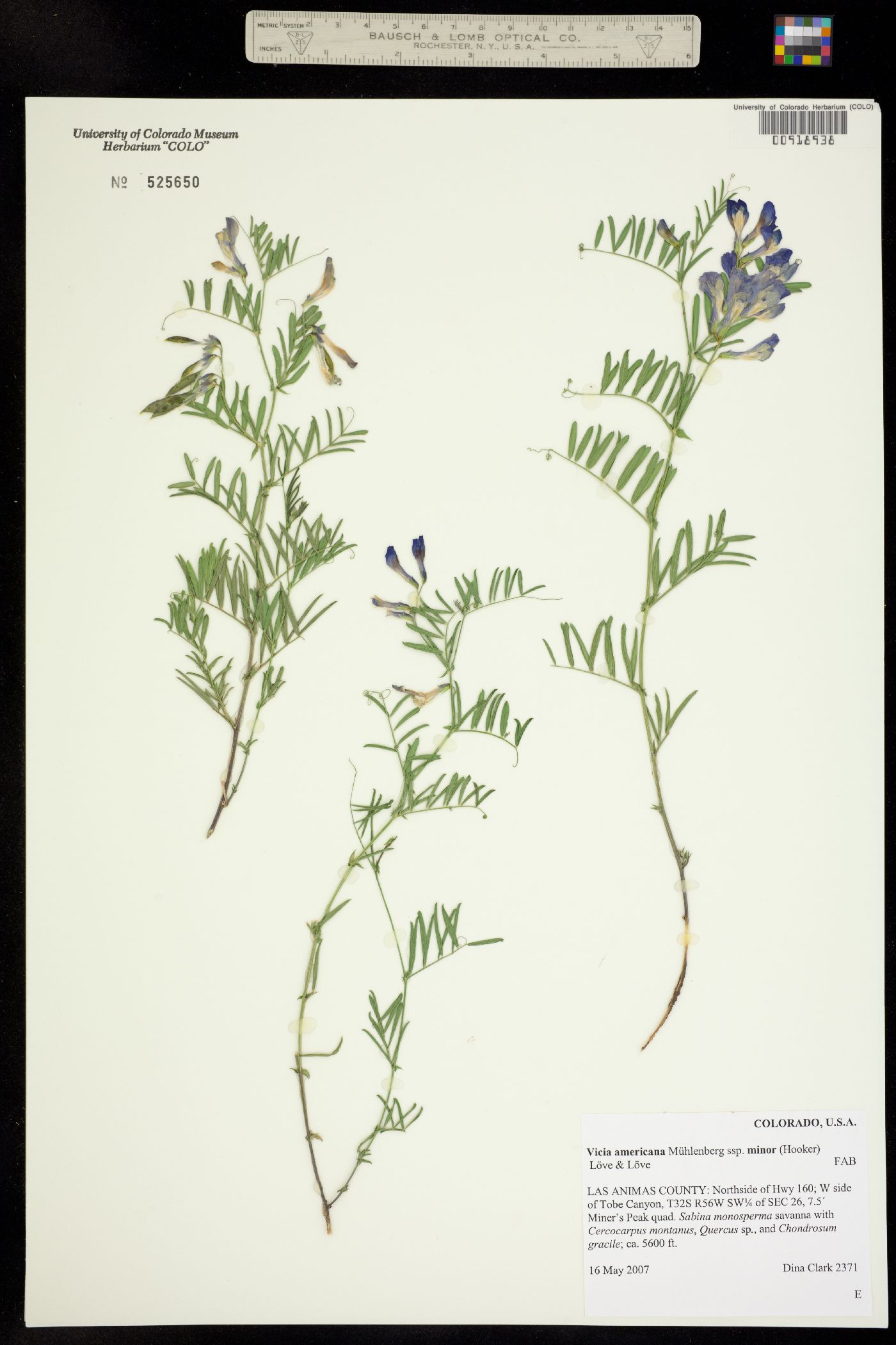 Vicia americana image