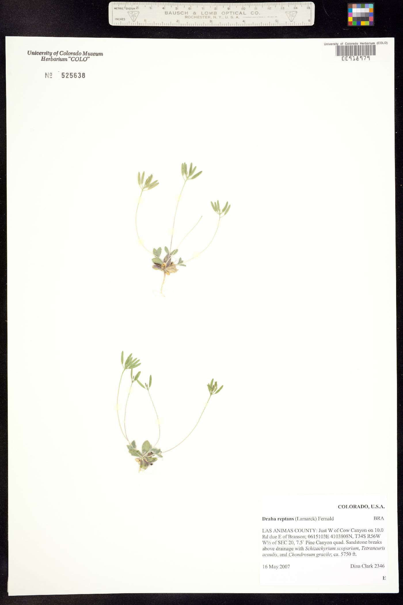 Draba reptans image